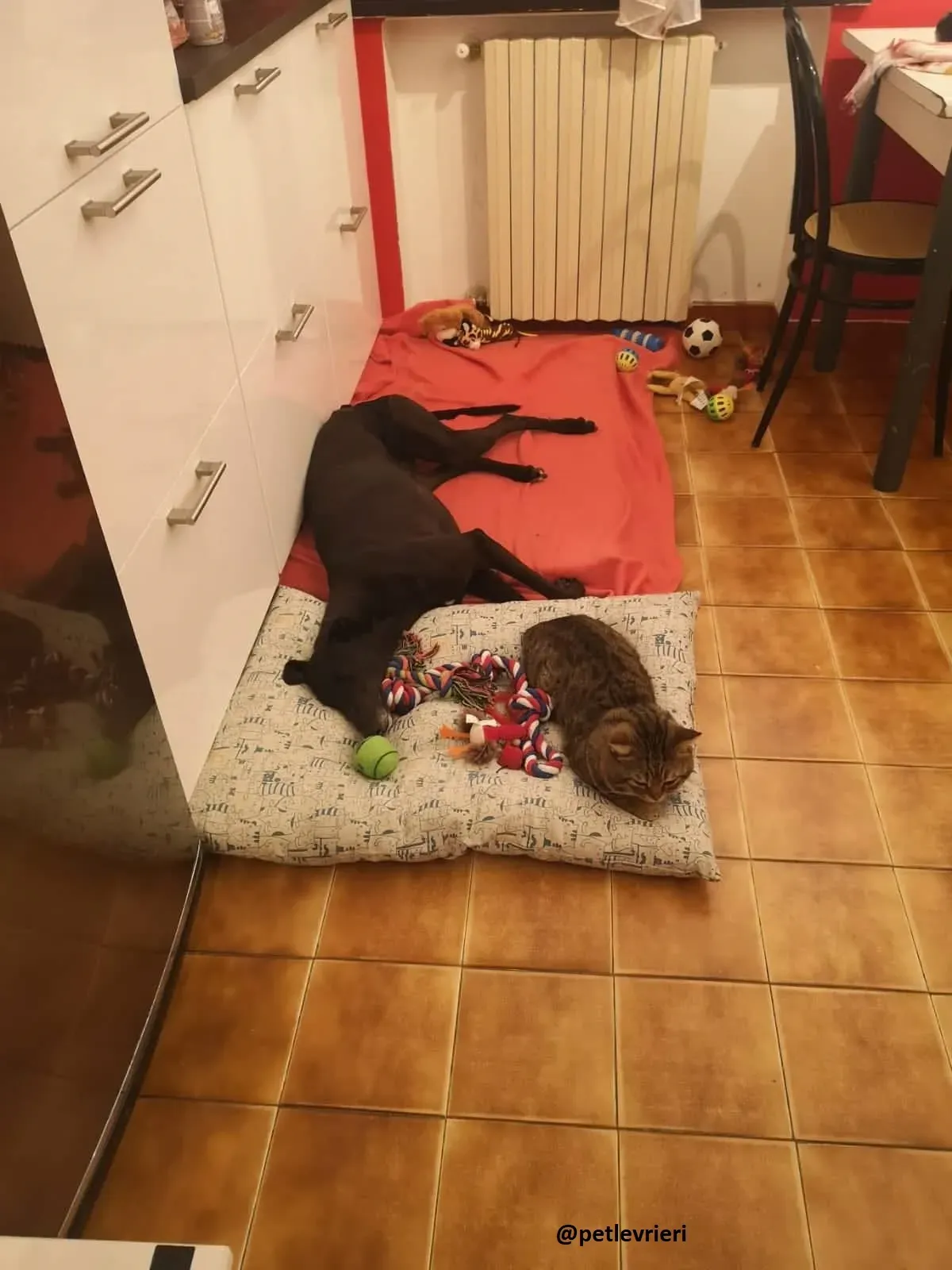 Maria adozione greyhound macao 6 1