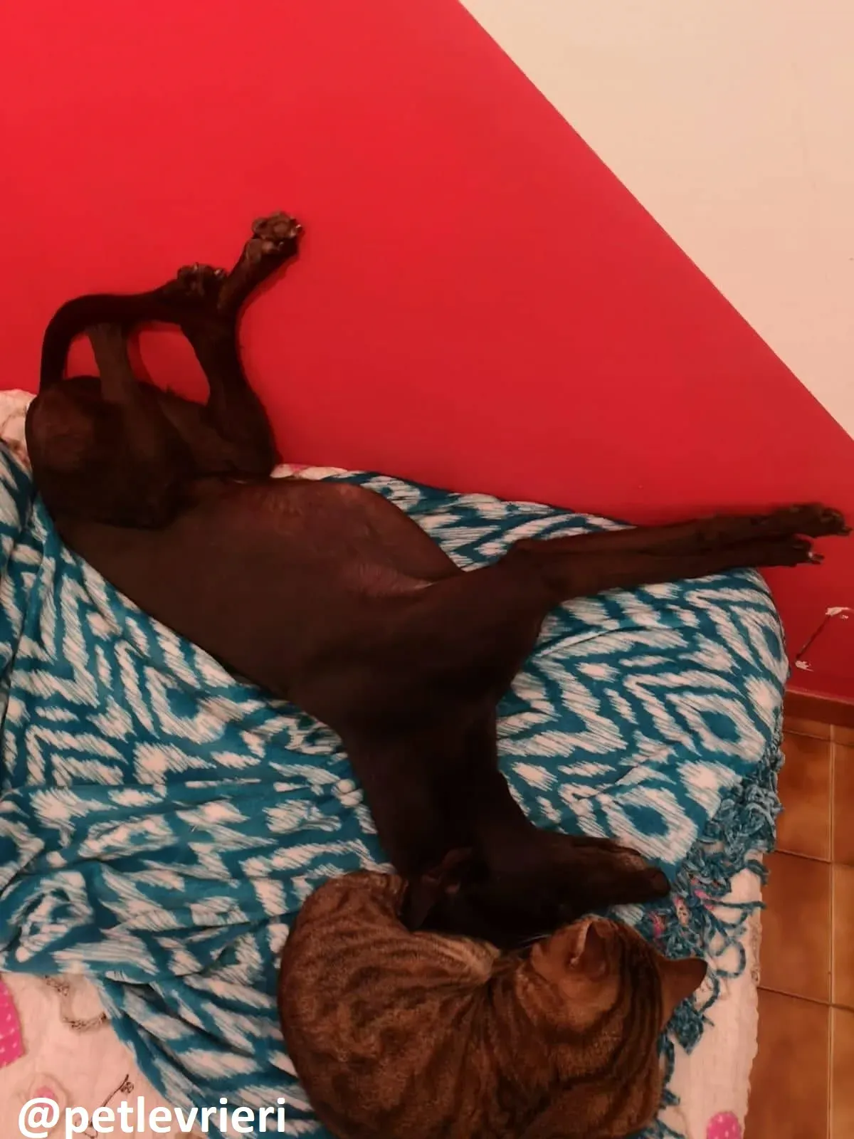 Maria adozione greyhound macao 6 2