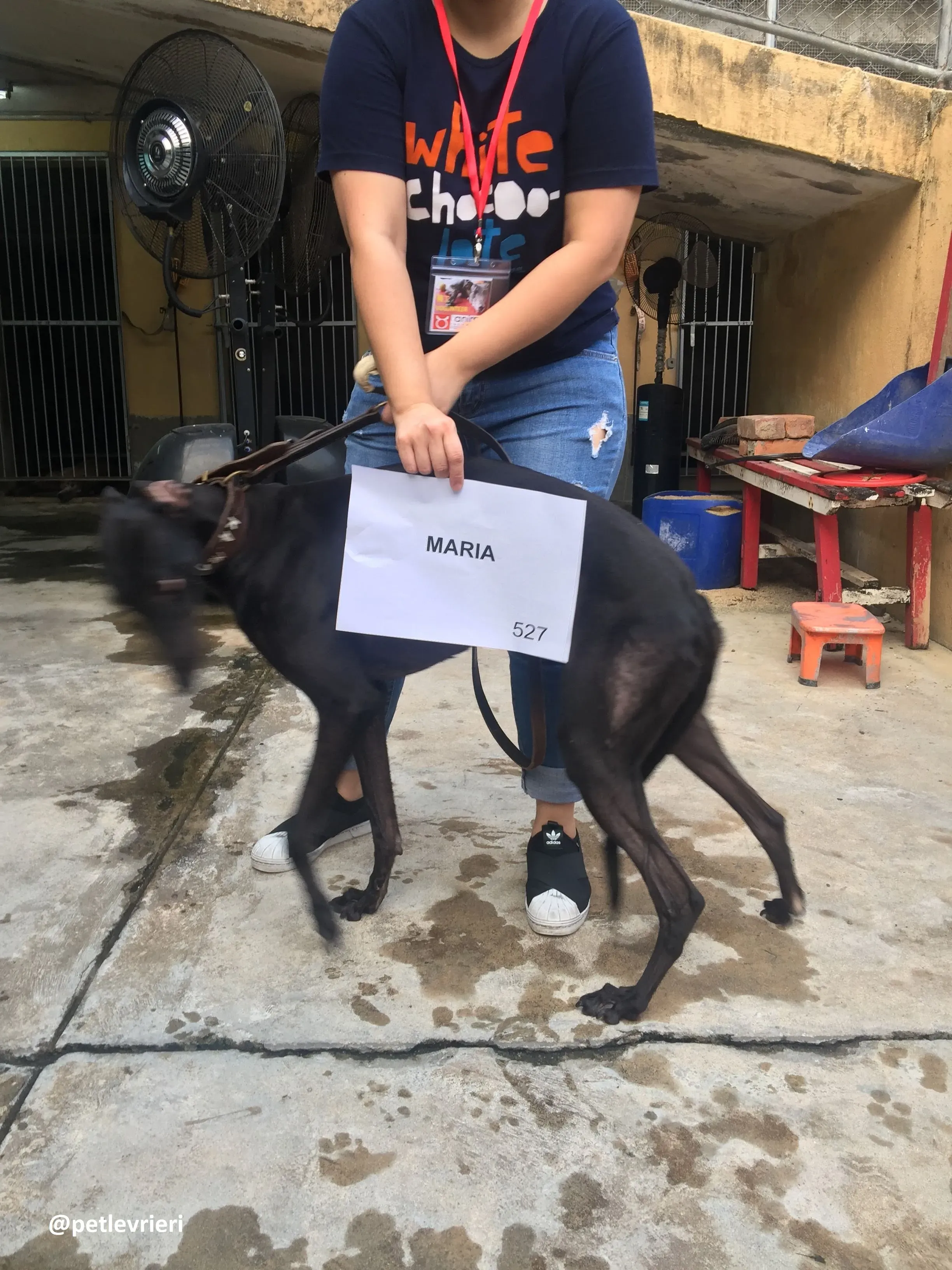 Maria adozione greyhound macao 6