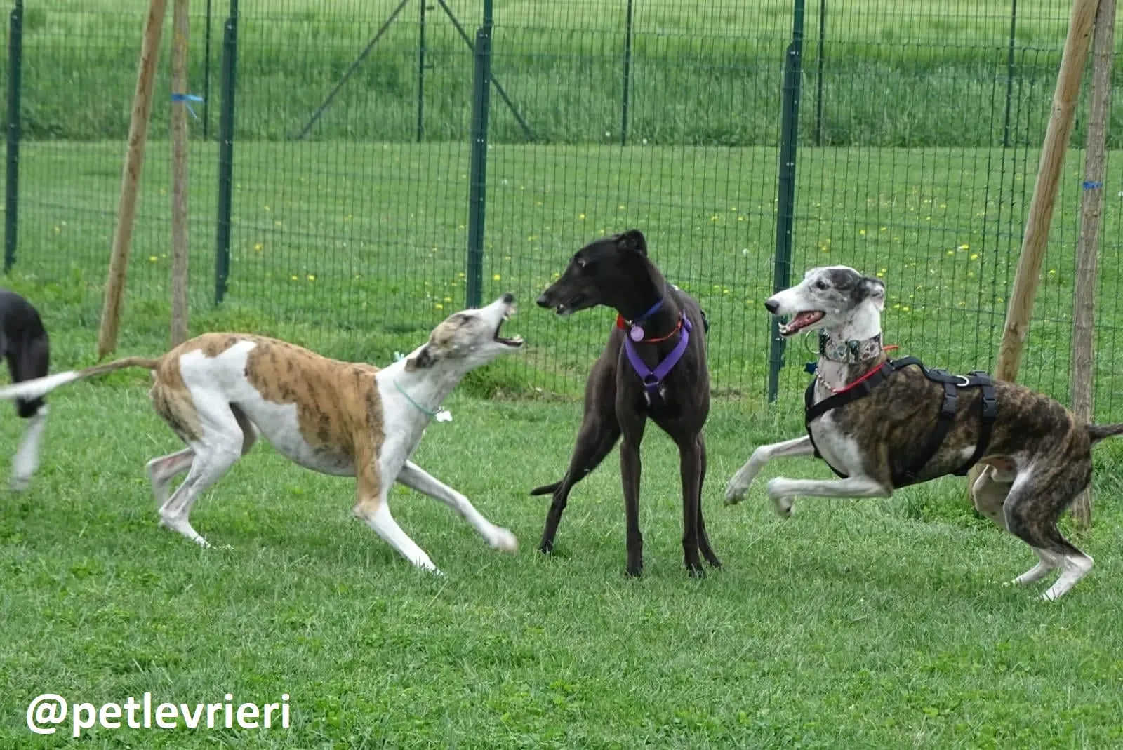 Maria adozione greyhound macao 7 1