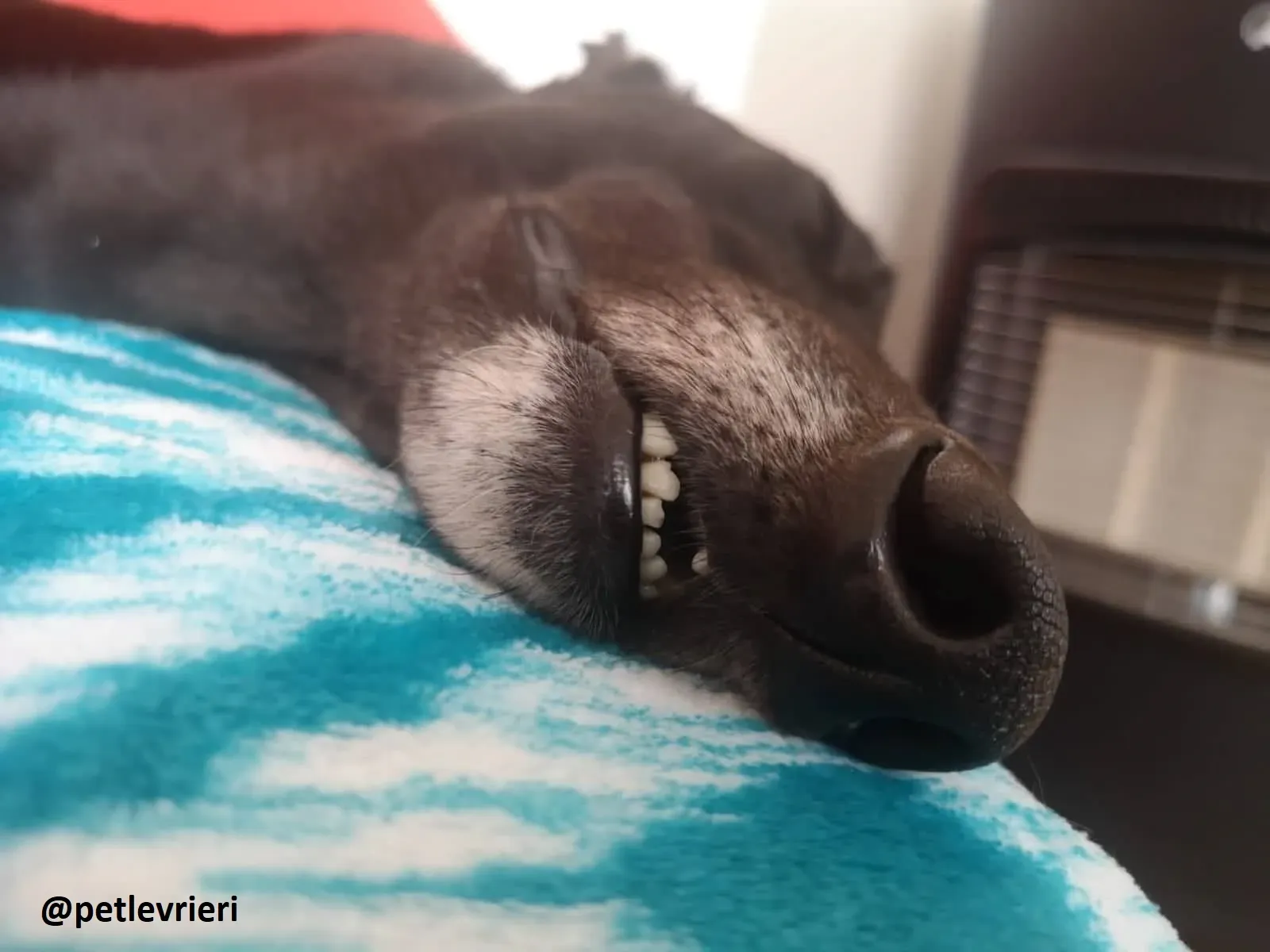 Maria adozione greyhound macao 7