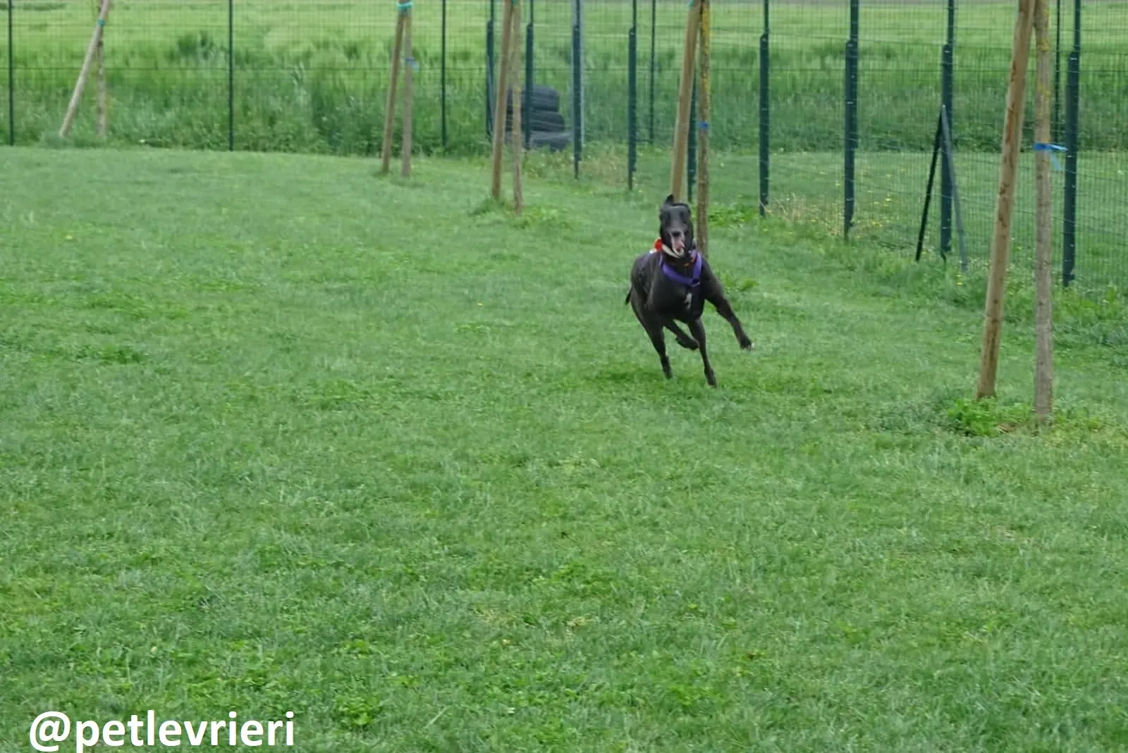 Maria adozione greyhound macao 8