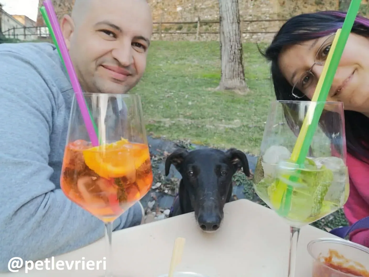 Maria adozione greyhound macao 9