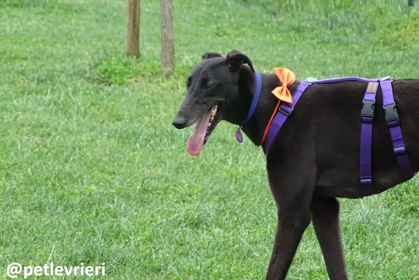 Maria adozione greyhound macao1