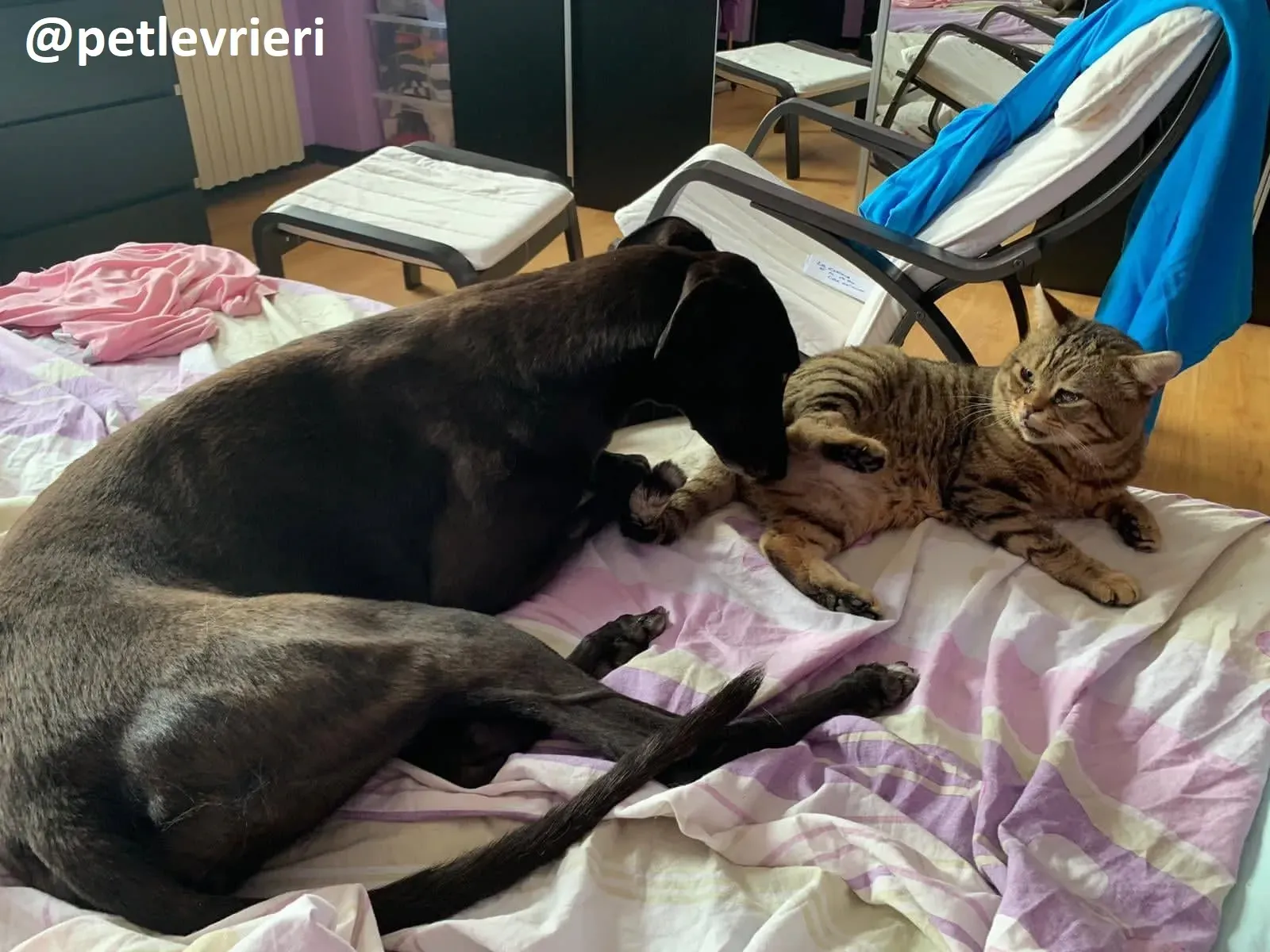 Maria adozione greyhound.macao 23