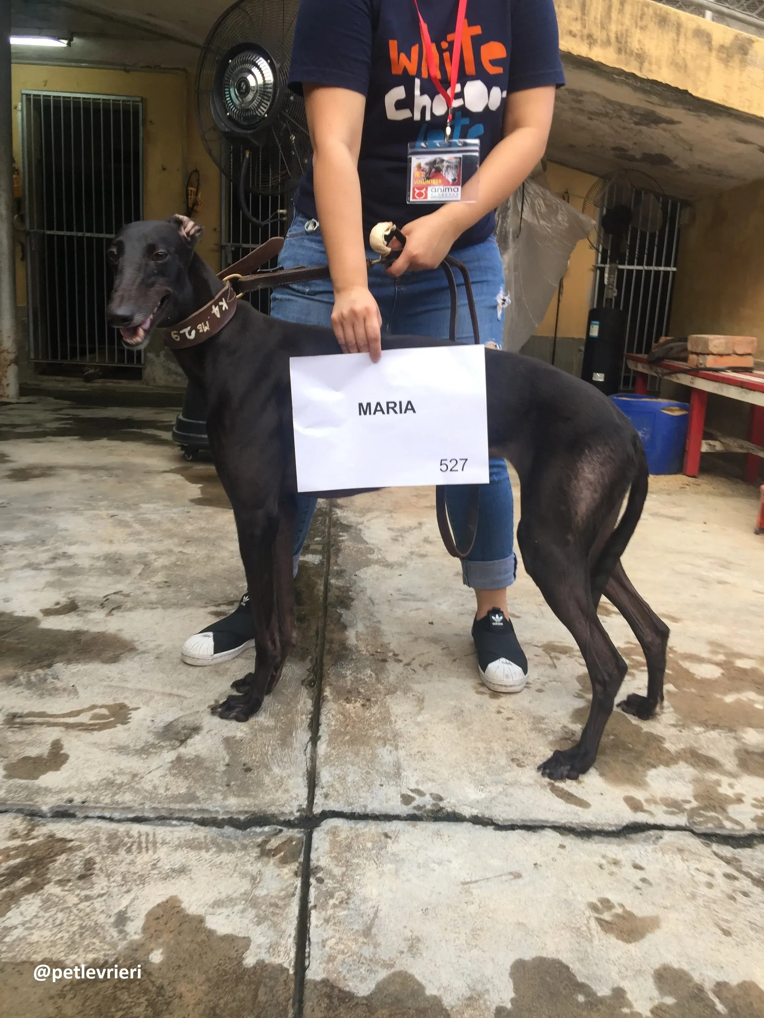 Maria adozione.greyhound macao 7