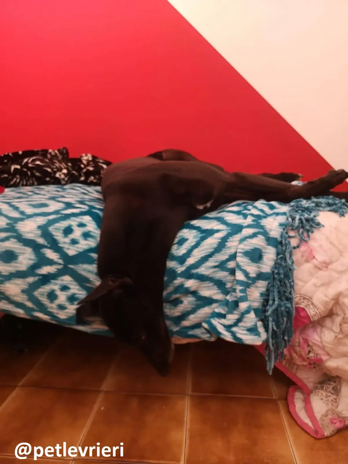 Maria adzoione greyhound macao