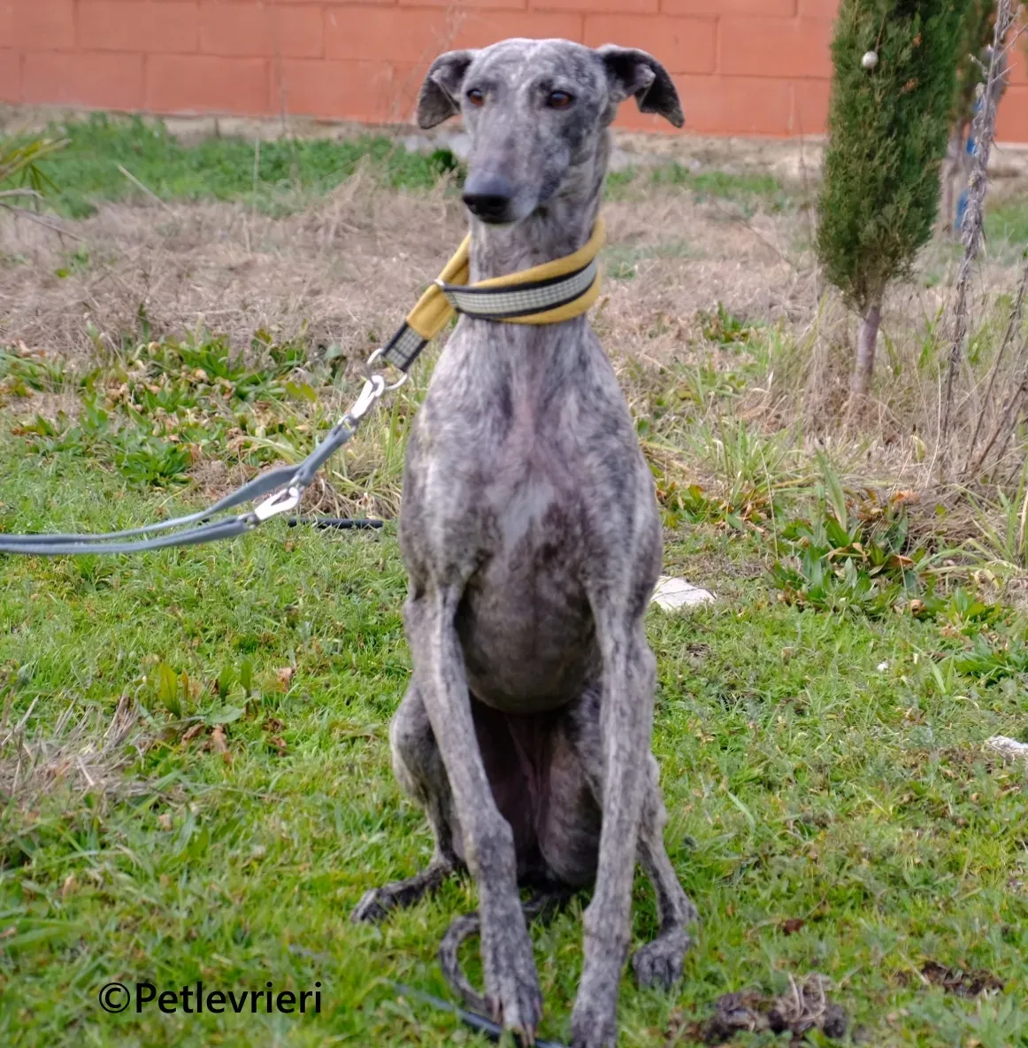 Marielina galgo adozione pet levrieri onlus 1 1