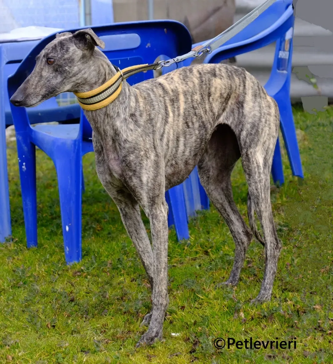 Marielina galgo adozione pet levrieri onlus 10 1