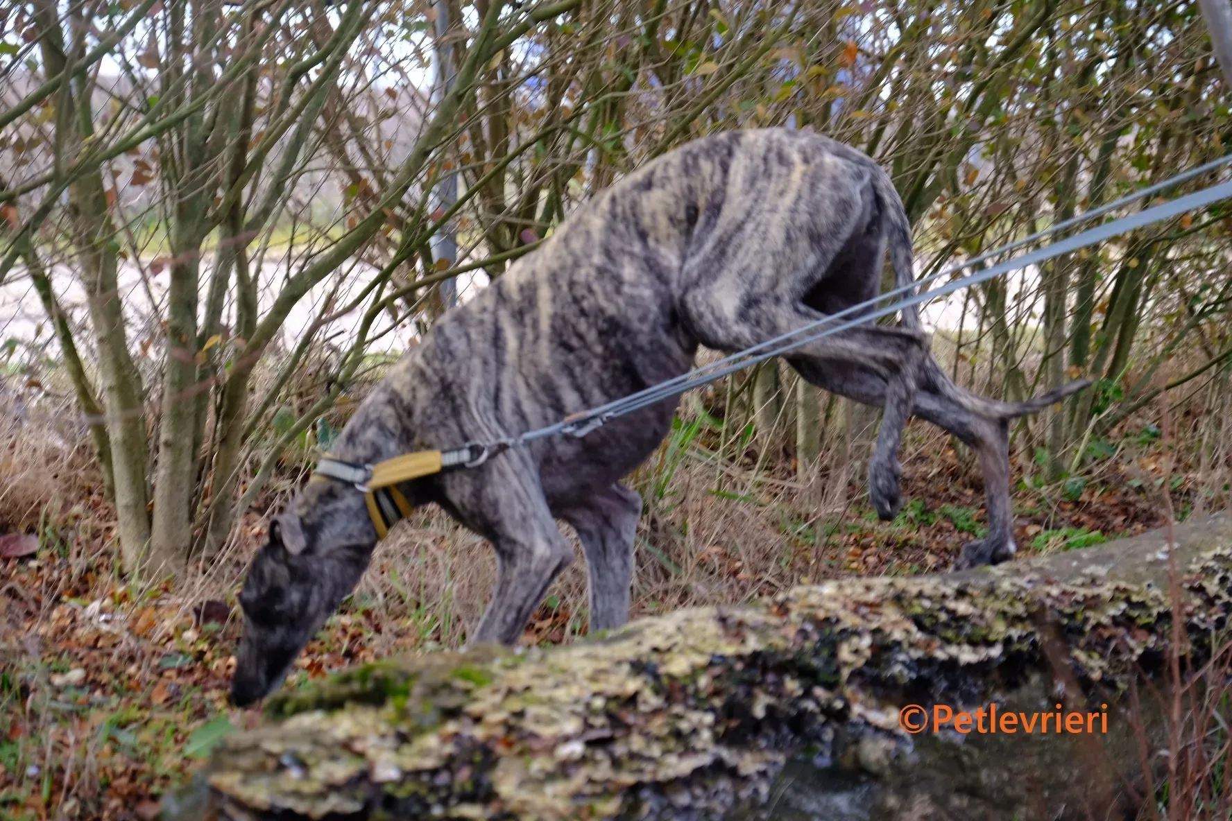 Marielina galgo adozione pet levrieri onlus 11 1