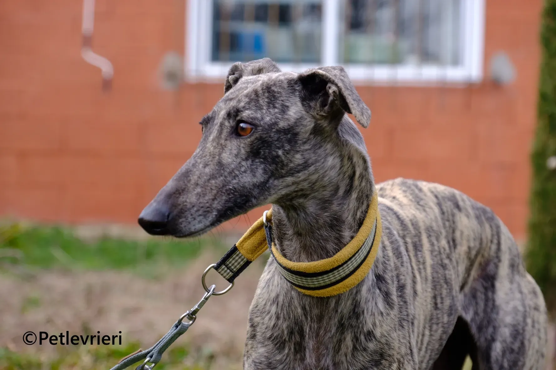 Marielina galgo adozione pet levrieri onlus 12 1