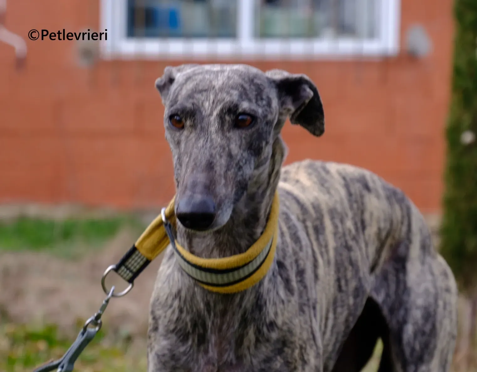 Marielina galgo adozione pet levrieri onlus 2 1