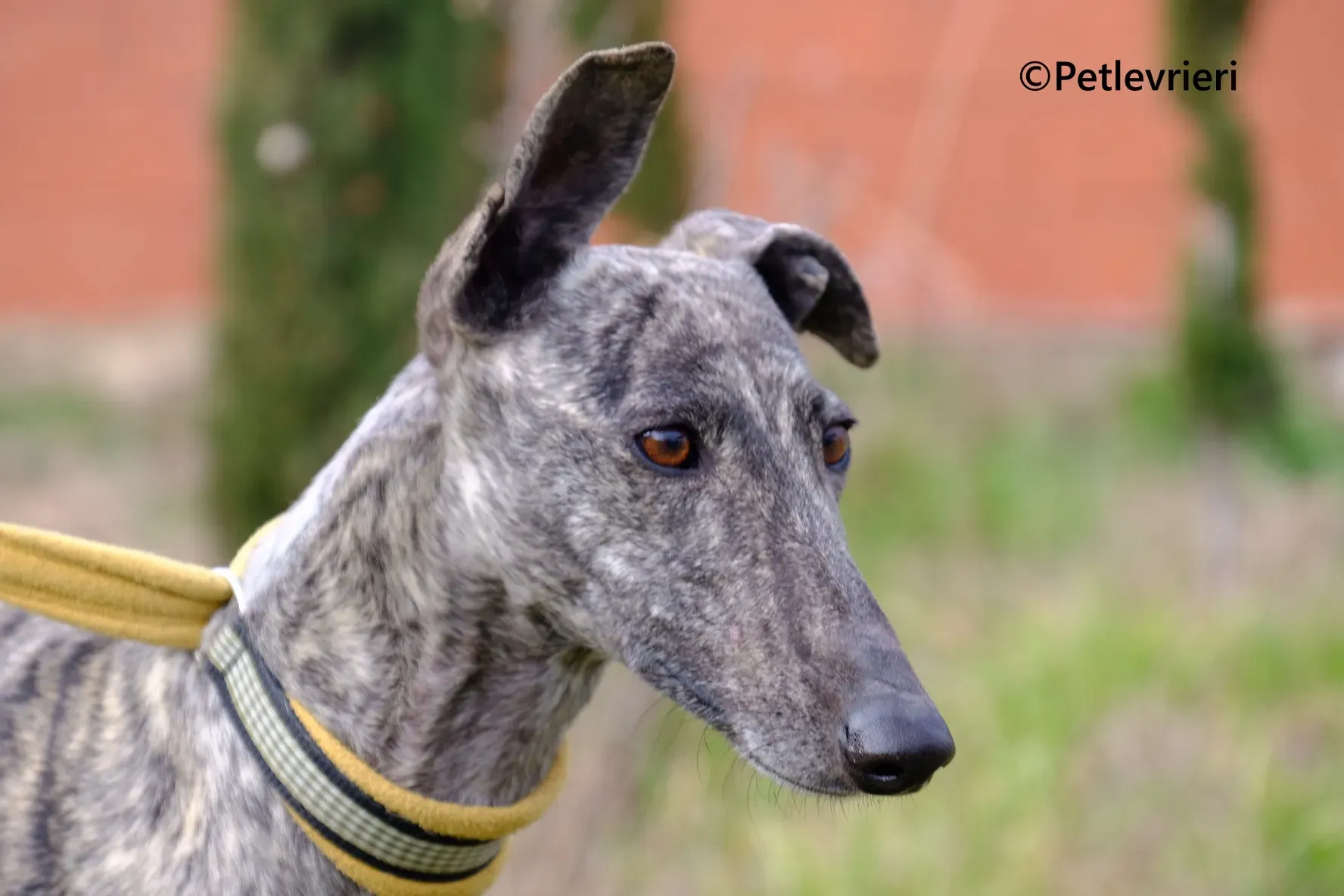 Marielina galgo adozione pet levrieri onlus 3 1