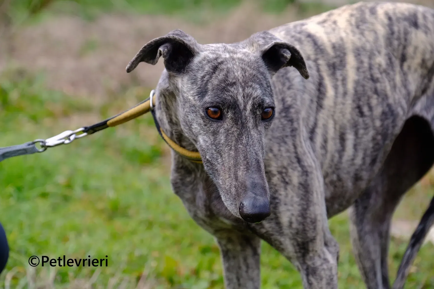 Marielina galgo adozione pet levrieri onlus 5 1