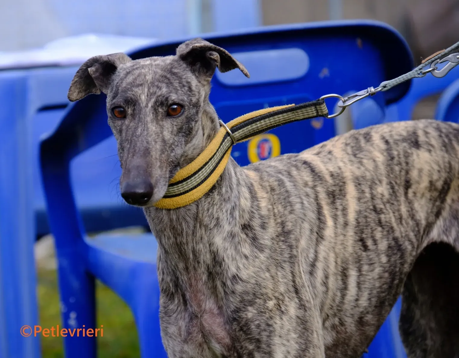 Marielina galgo adozione pet levrieri onlus 6 1