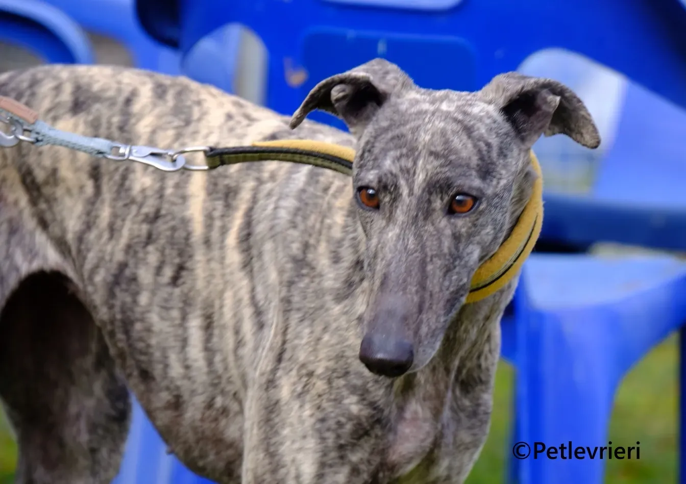 Marielina galgo adozione pet levrieri onlus 7 1