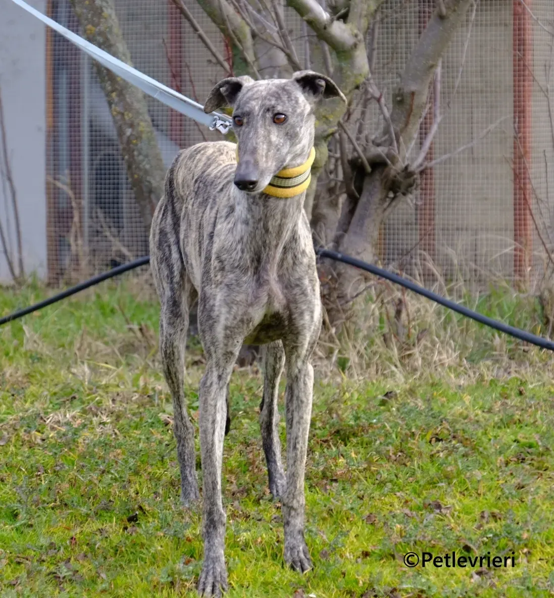 Marielina galgo adozione pet levrieri onlus 8 1