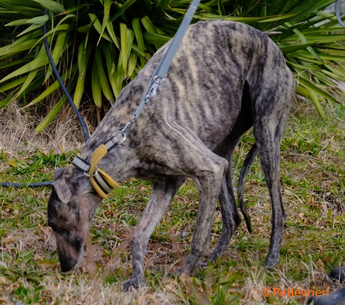 Marielina galgo adozione pet levrieri onlus 9 1
