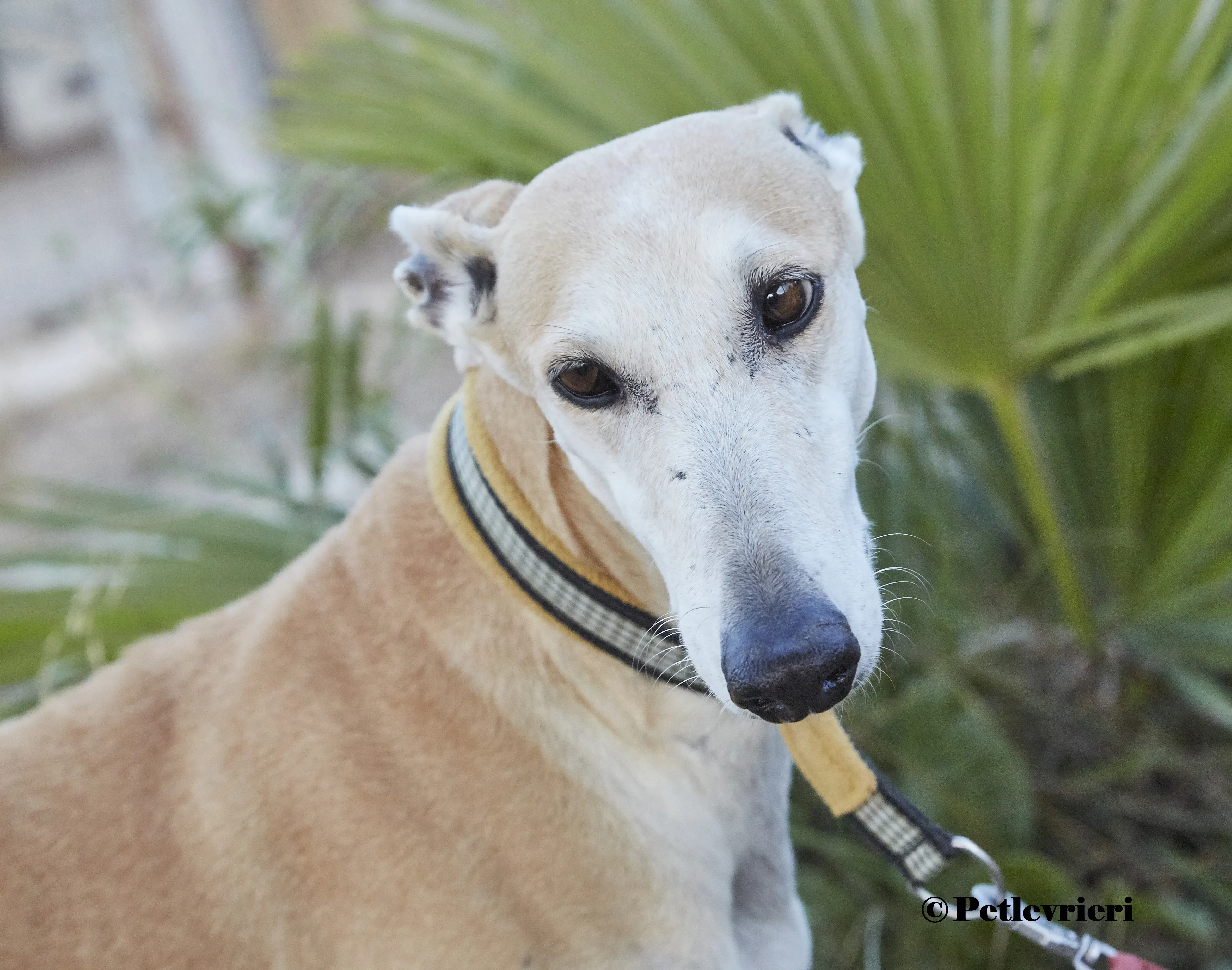 Maripi galgo adozione pet levrieri onlus 1