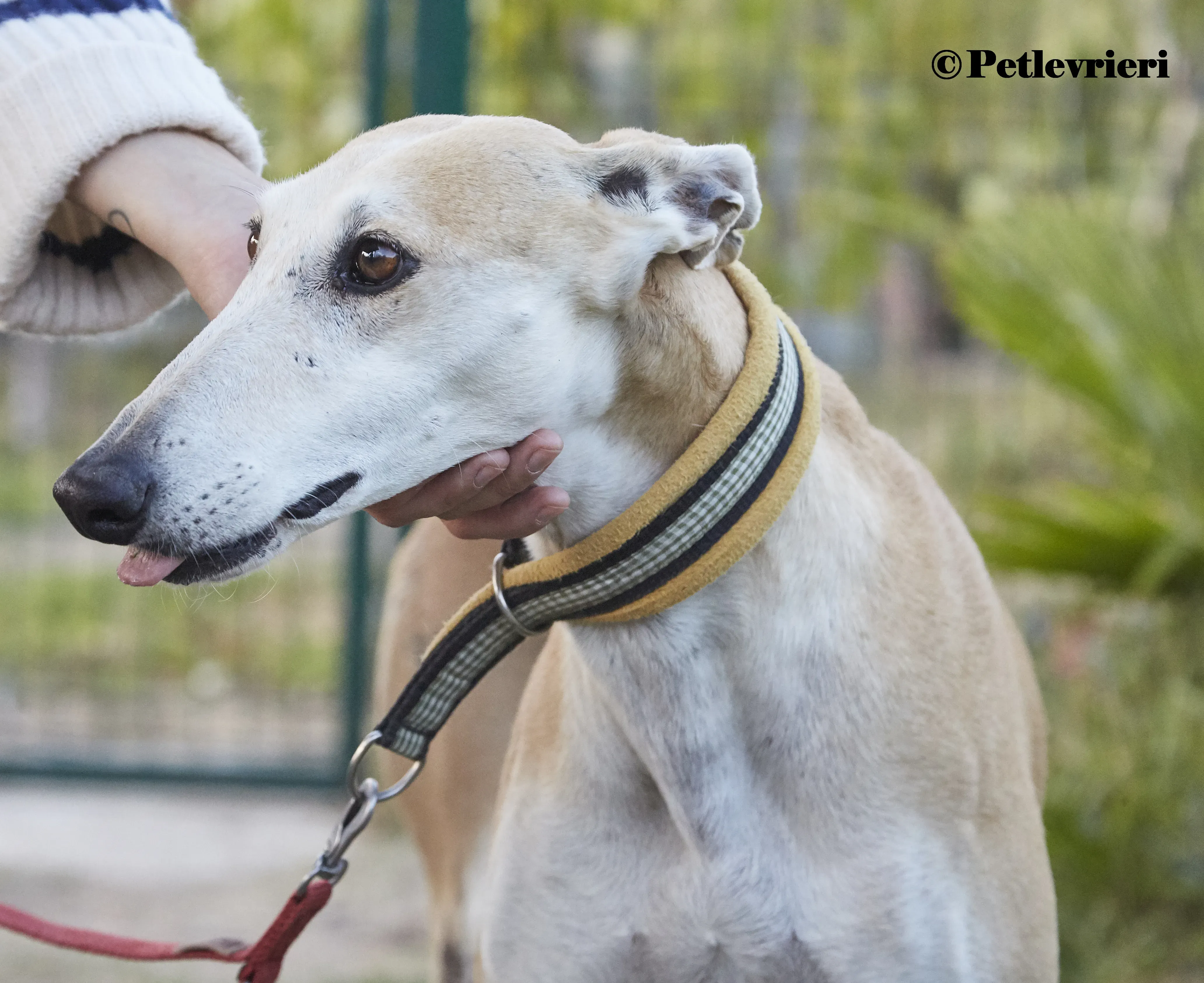 Maripi galgo adozione pet levrieri onlus 2