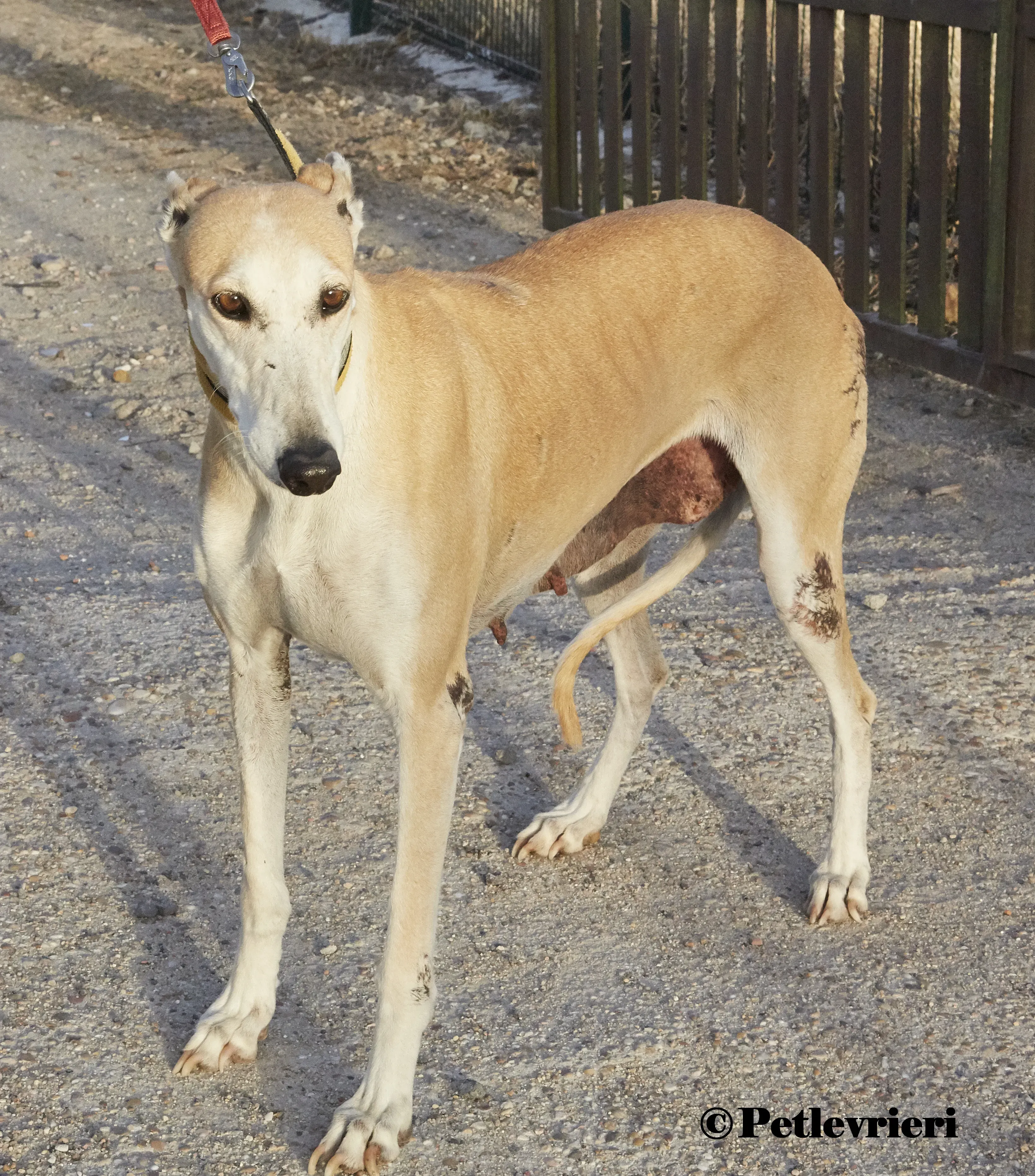 Maripi galgo adozione pet levrieri onlus 3