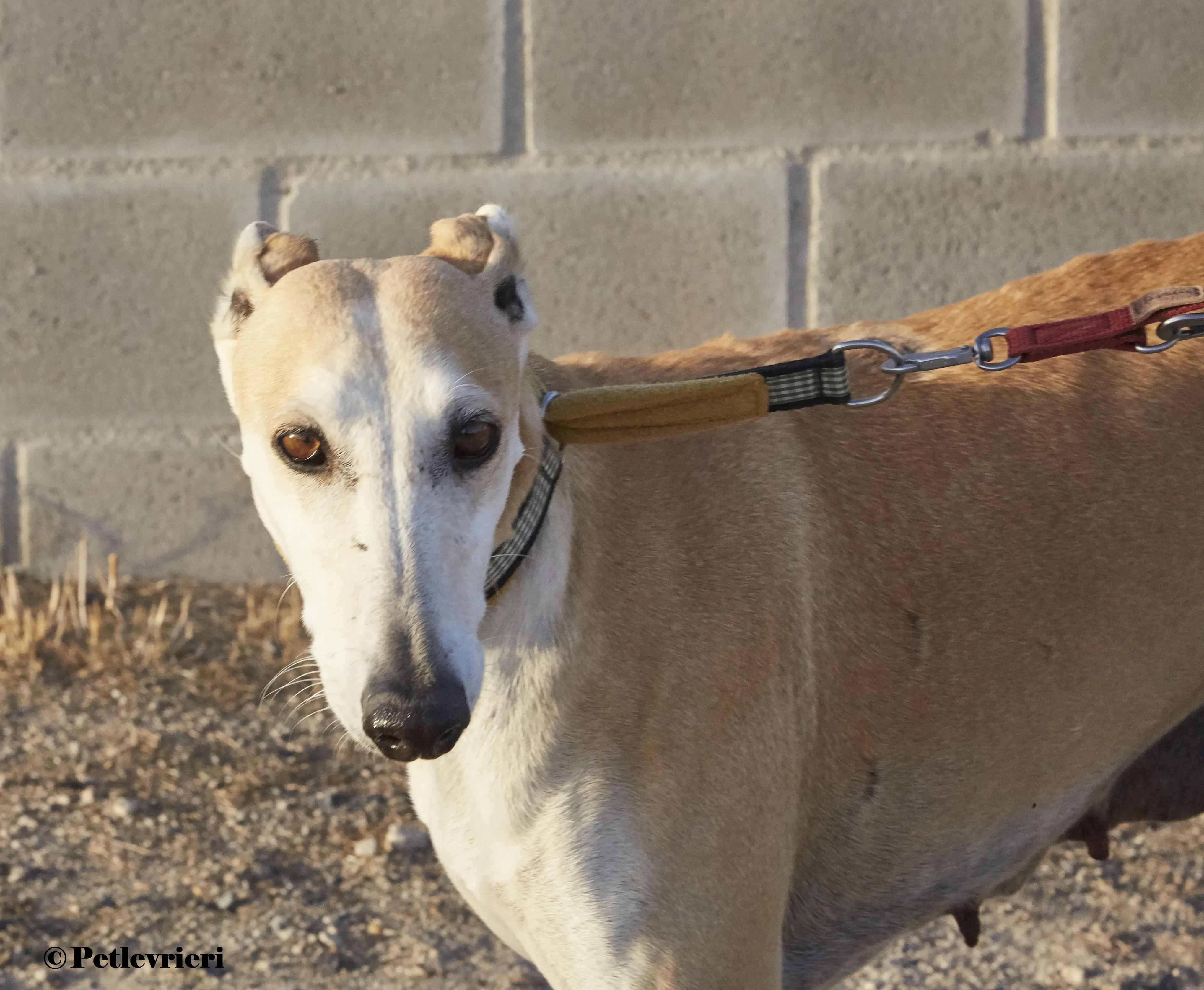 Maripi galgo adozione pet levrieri onlus 4