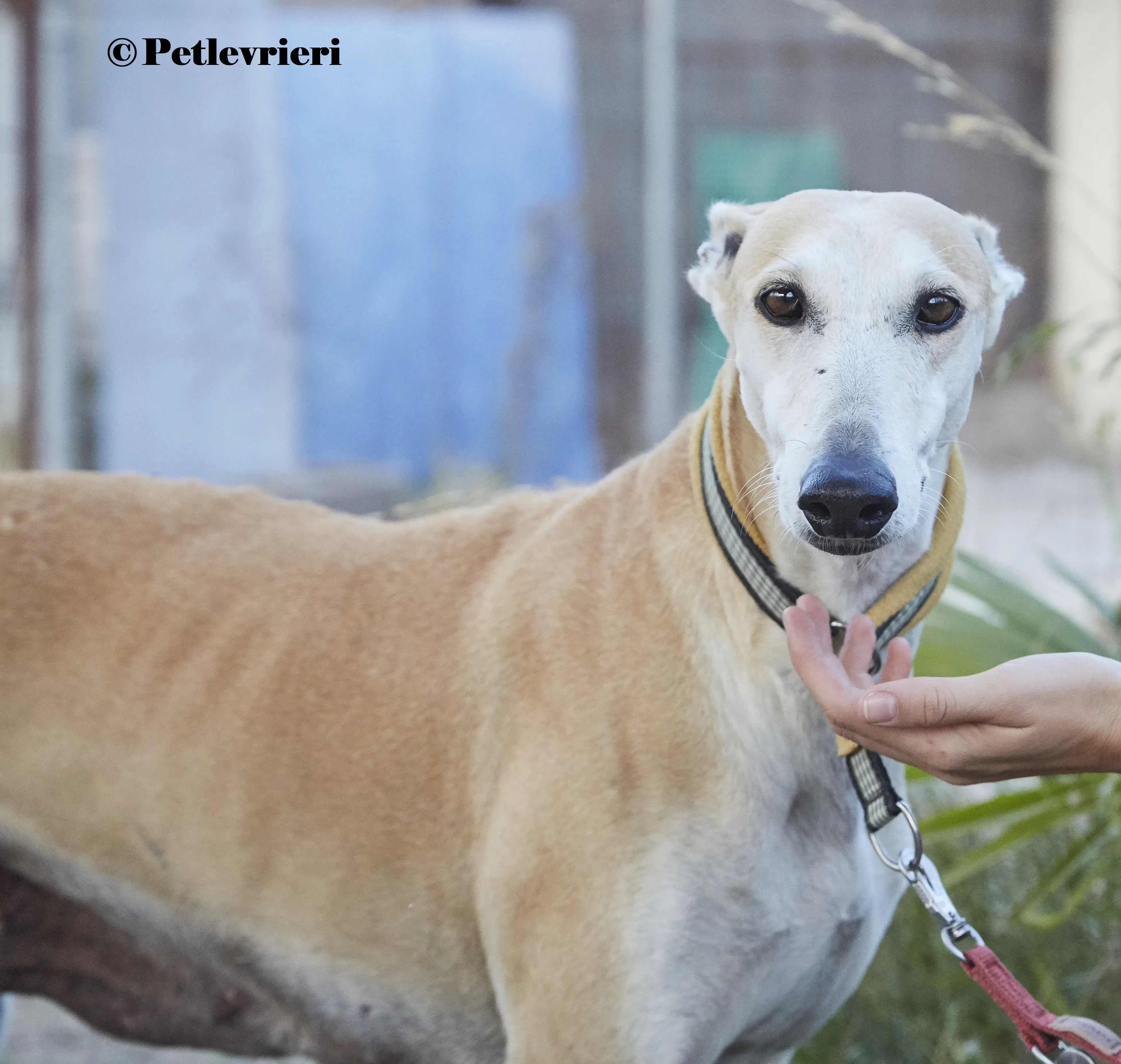 Maripi galgo adozione pet levrieri onlus 5