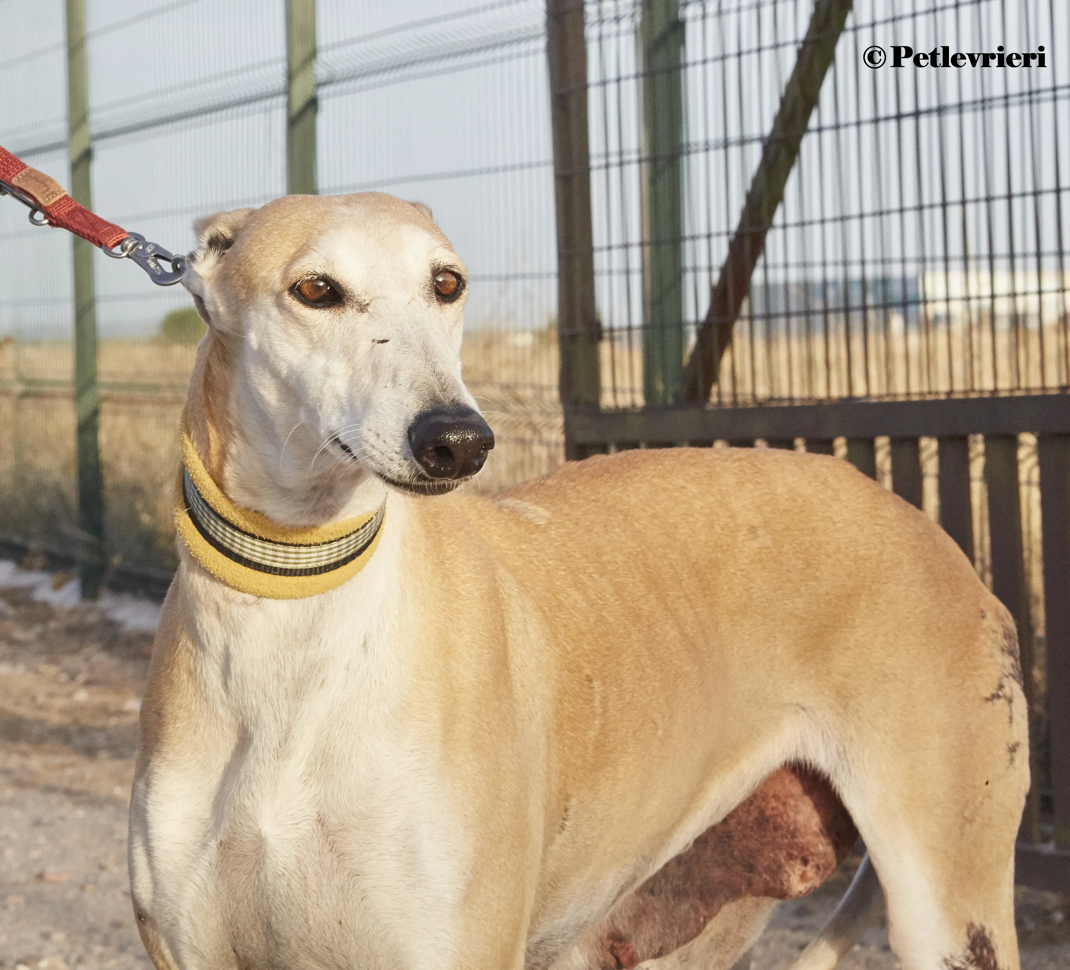 Maripi galgo adozione pet levrieri onlus 6