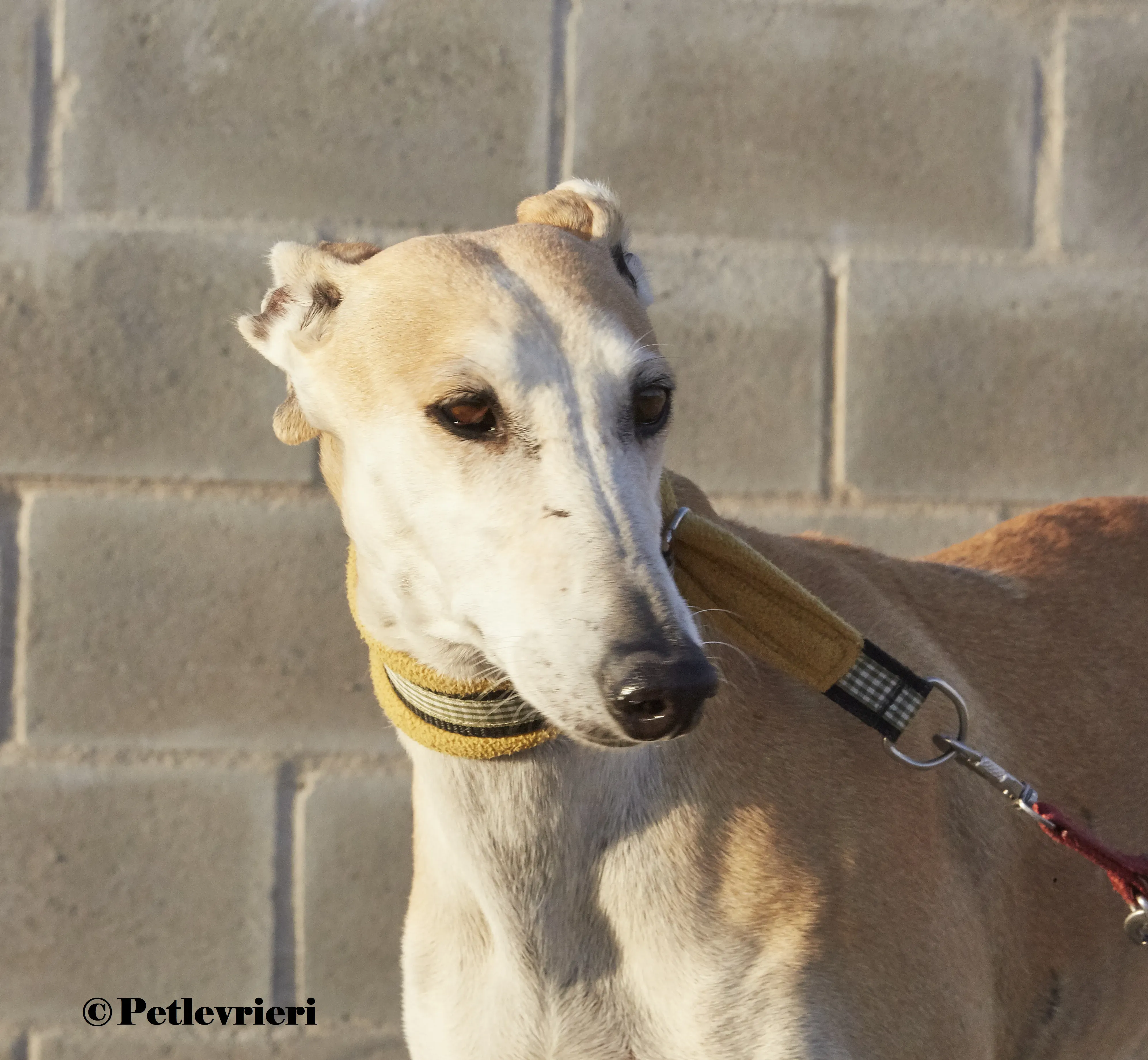 Maripi galgo adozione pet levrieri onlus 7