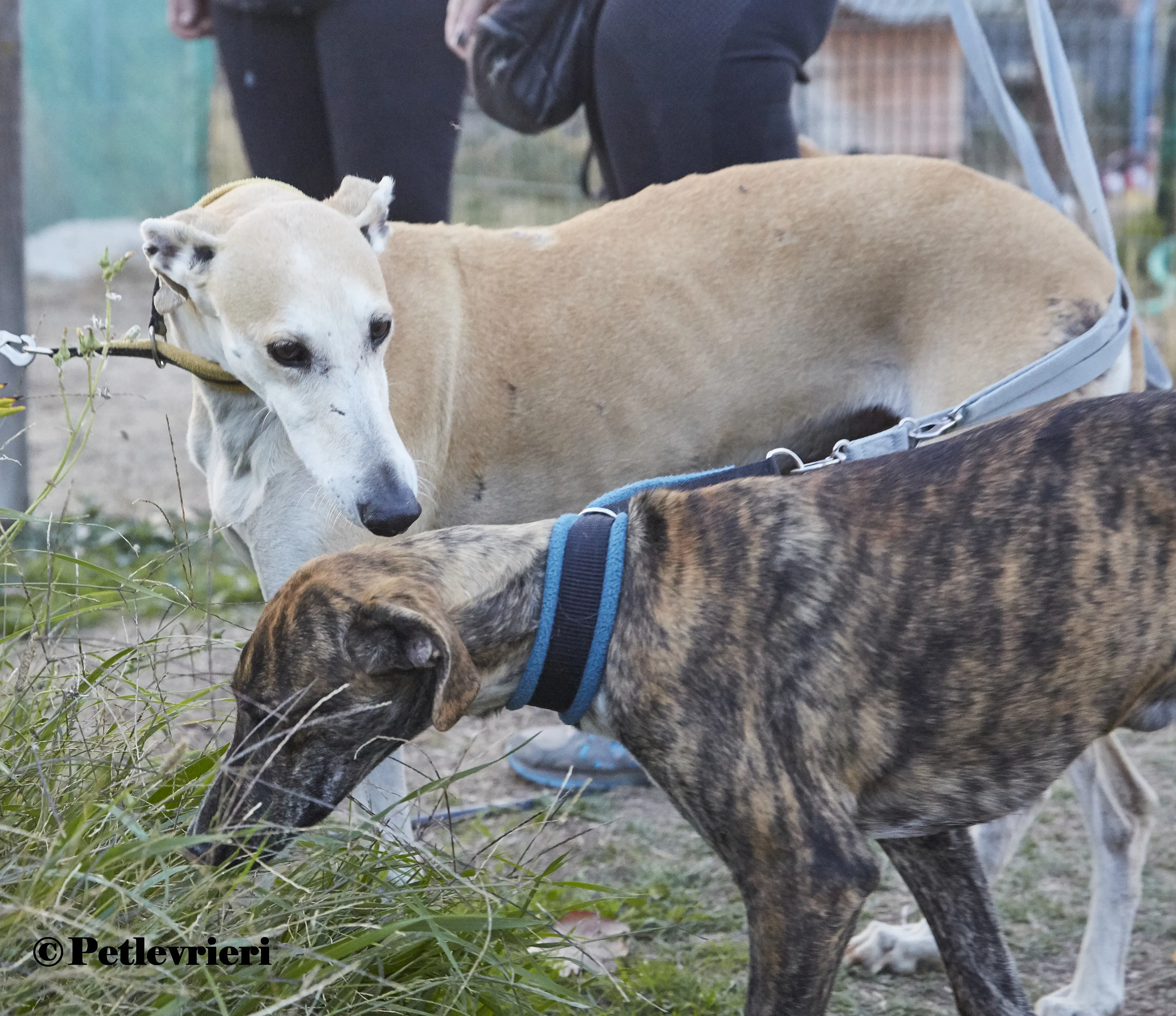 Maripi galgo adozione pet levrieri onlus 8