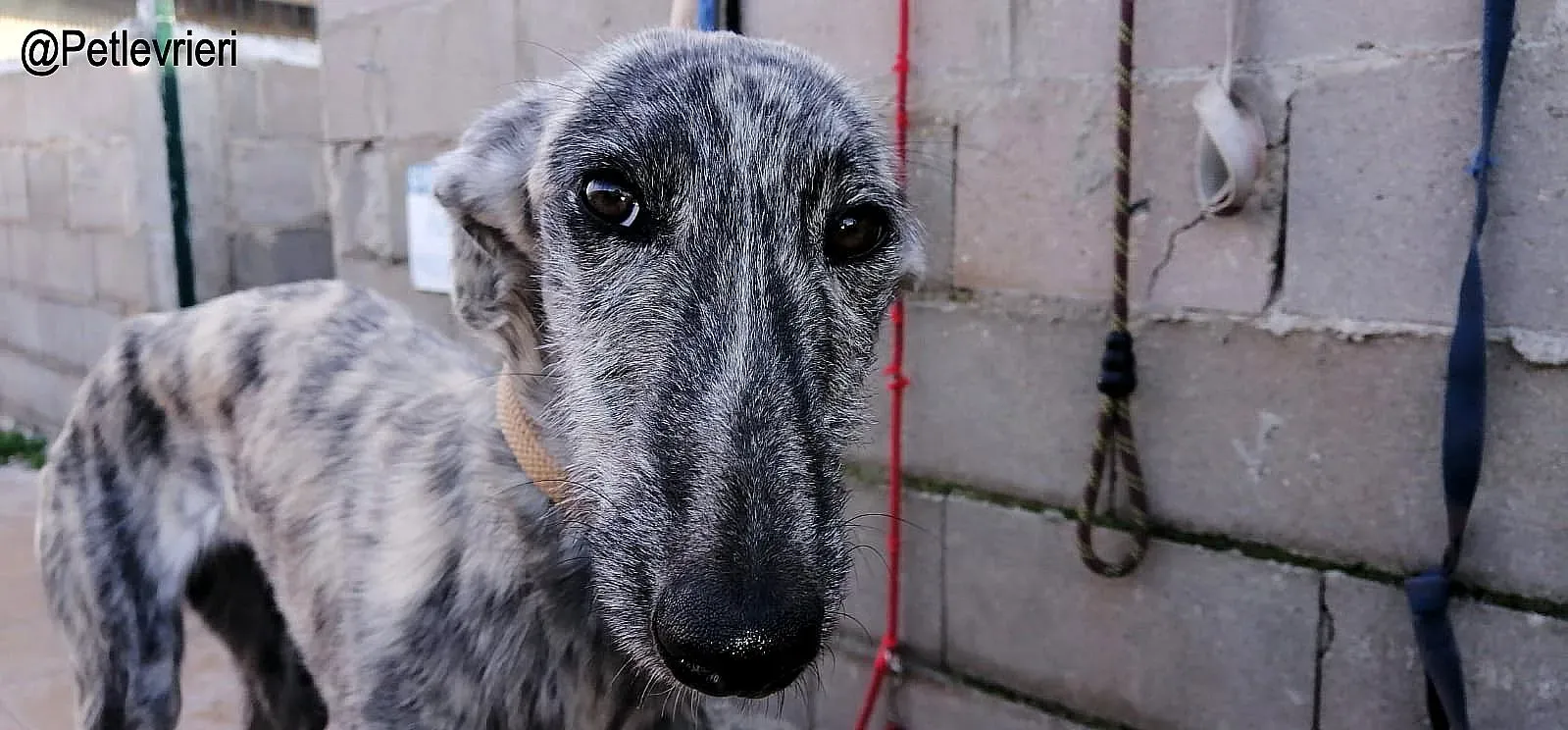 Mariposa adozione levrieri galgo 1