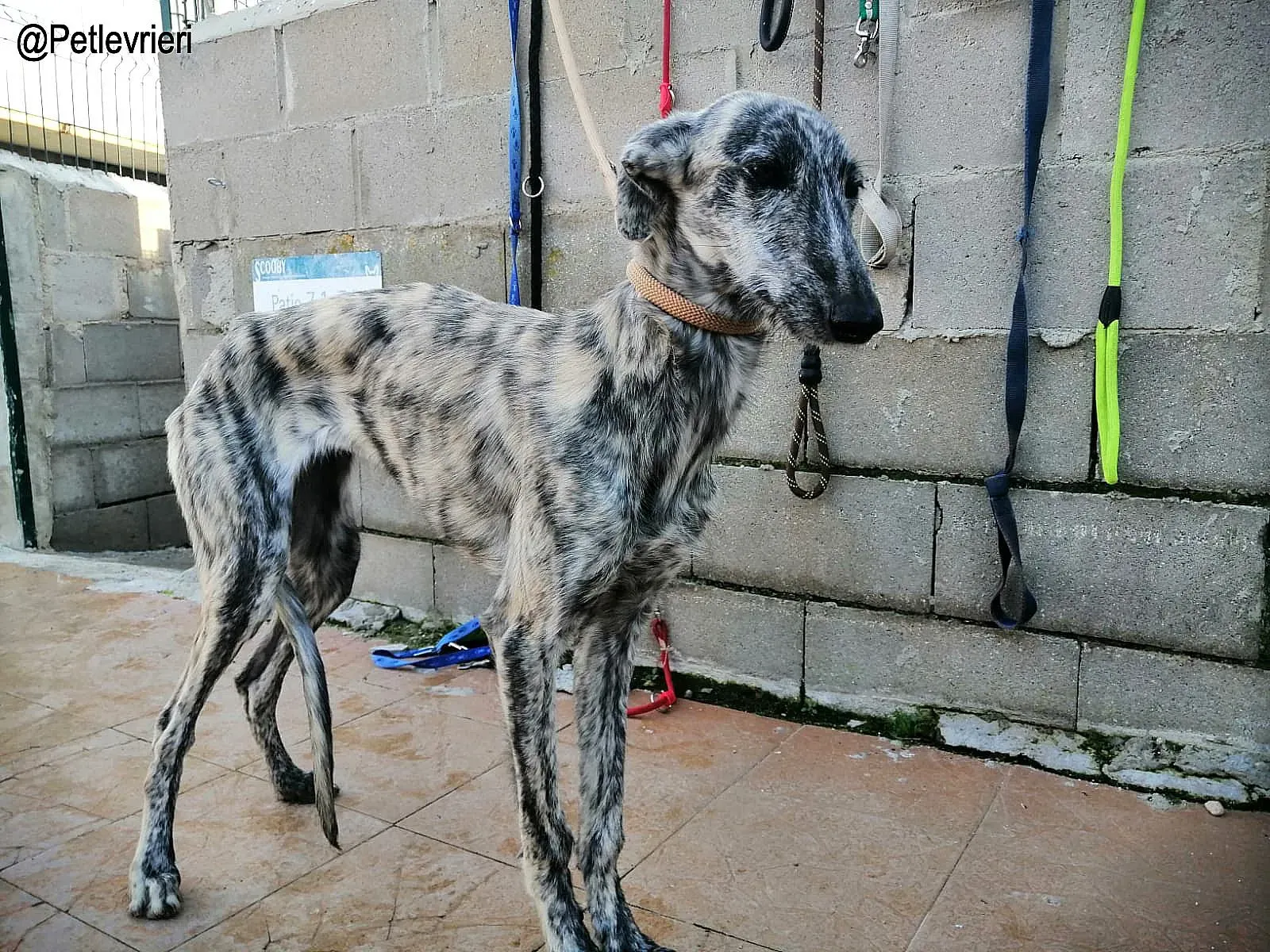 Mariposa adozione levrieri galgo 2