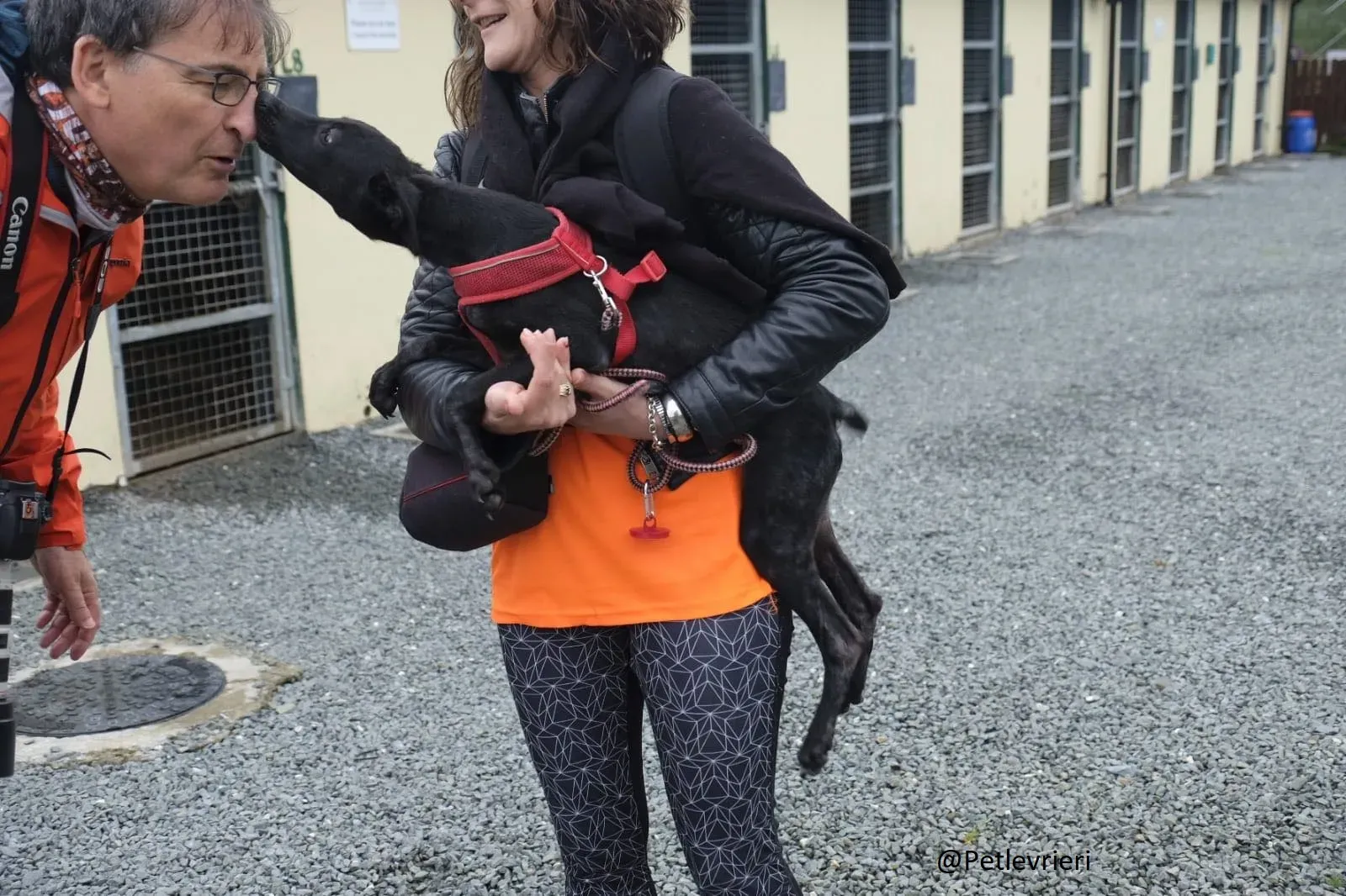 Martha Greyhound Adozione levrieri petlevrieri 28.2