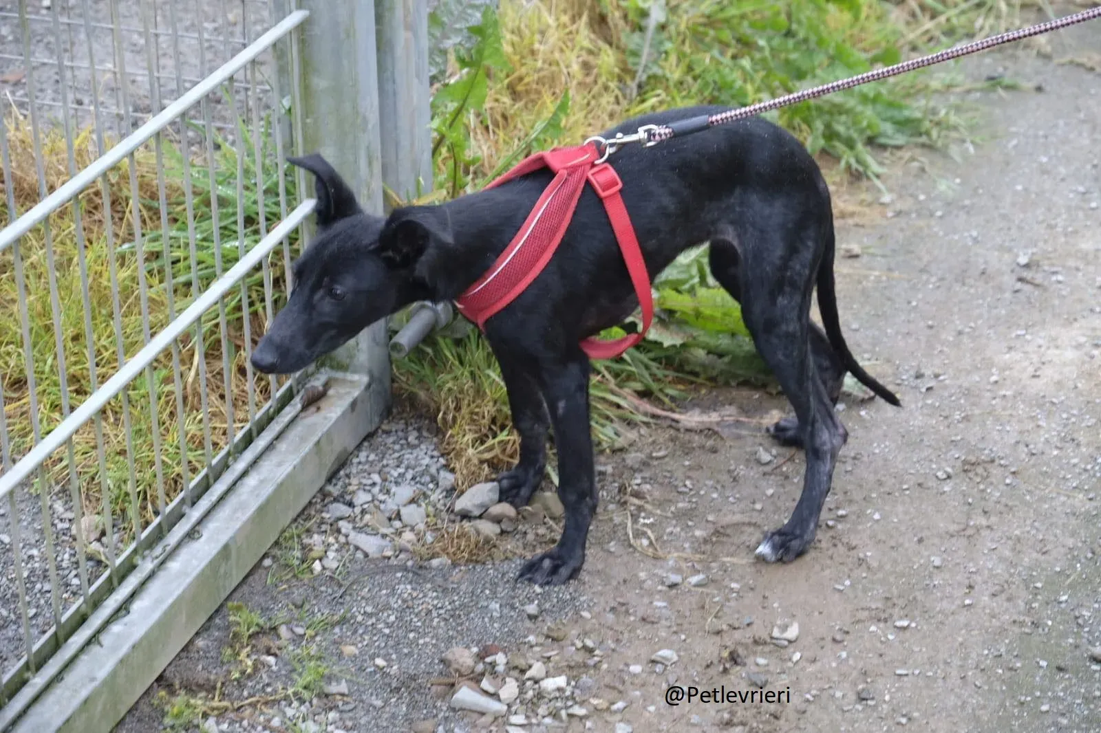 Martha Greyhound Adozione levrieri petlevrieri 30.2