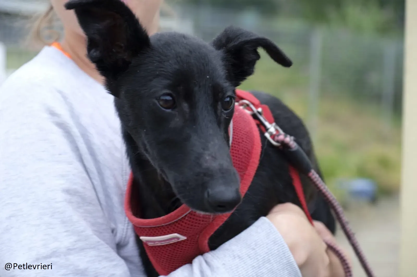 Martha Greyhound Adozione levrieri petlevrieri 31.1