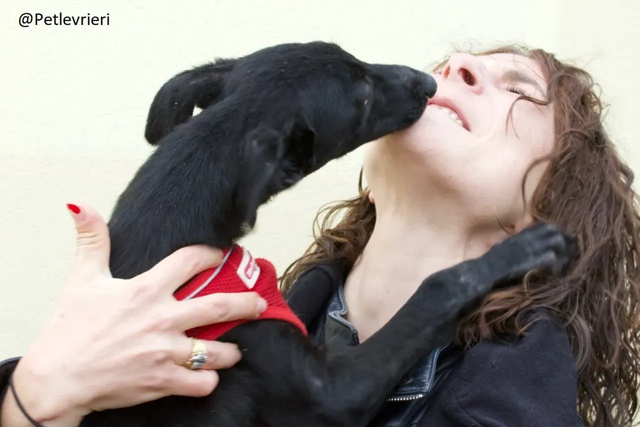 Martha Greyhound Adozione levrieri petlevrieri 33.1