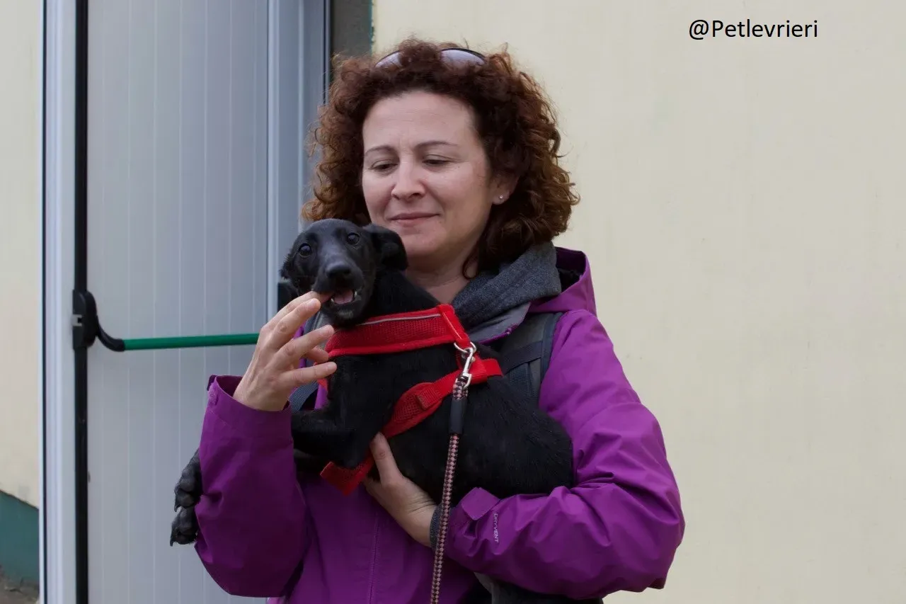 Martha Greyhound Adozione levrieri petlevrieri 47.1