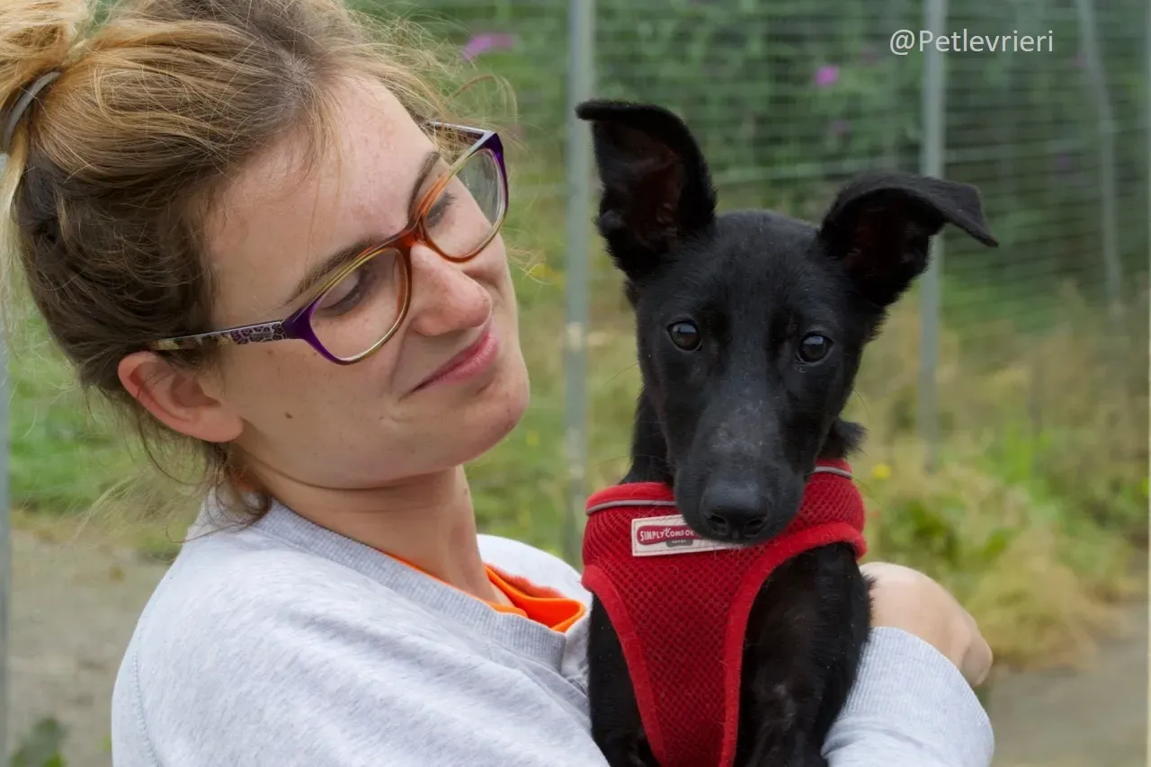 Martha Greyhound Adozione levrieri petlevrieri 56