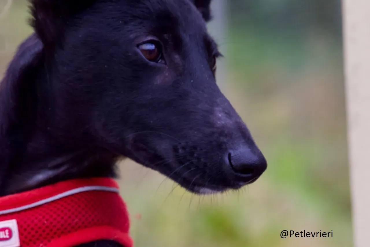 Martha Greyhound Adozione levrieri petlevrieri 57.1