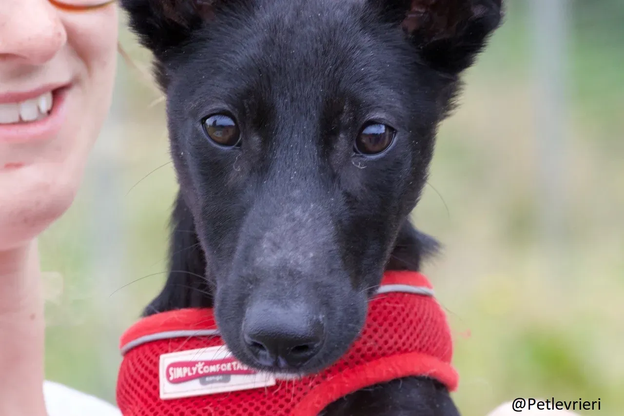 Martha Greyhound Adozione levrieri petlevrieri 57