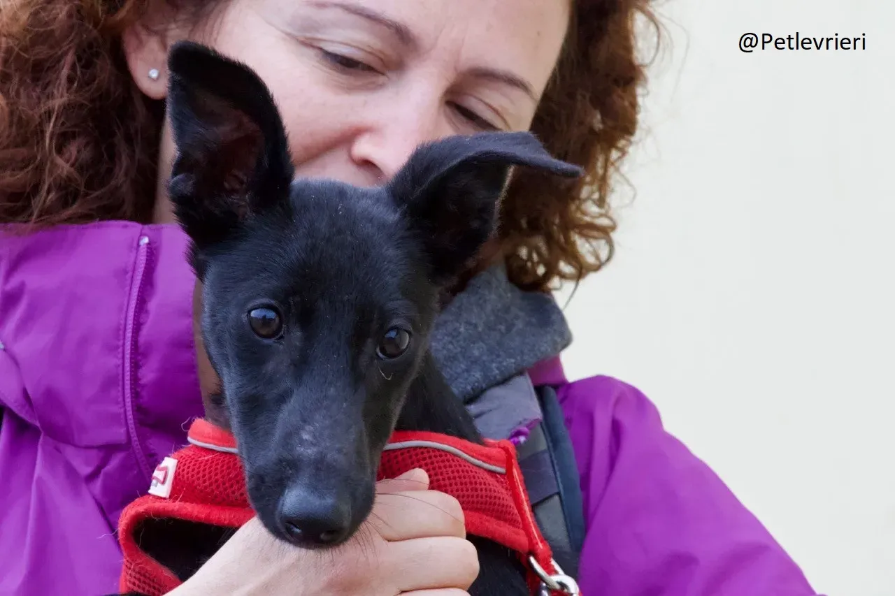 Martha Greyhound Adozione levrieri petlevrieri 59