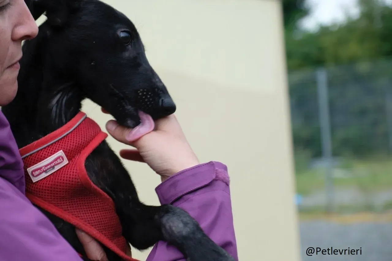 Martha Greyhound Adozione levrieri petlevrieri 61