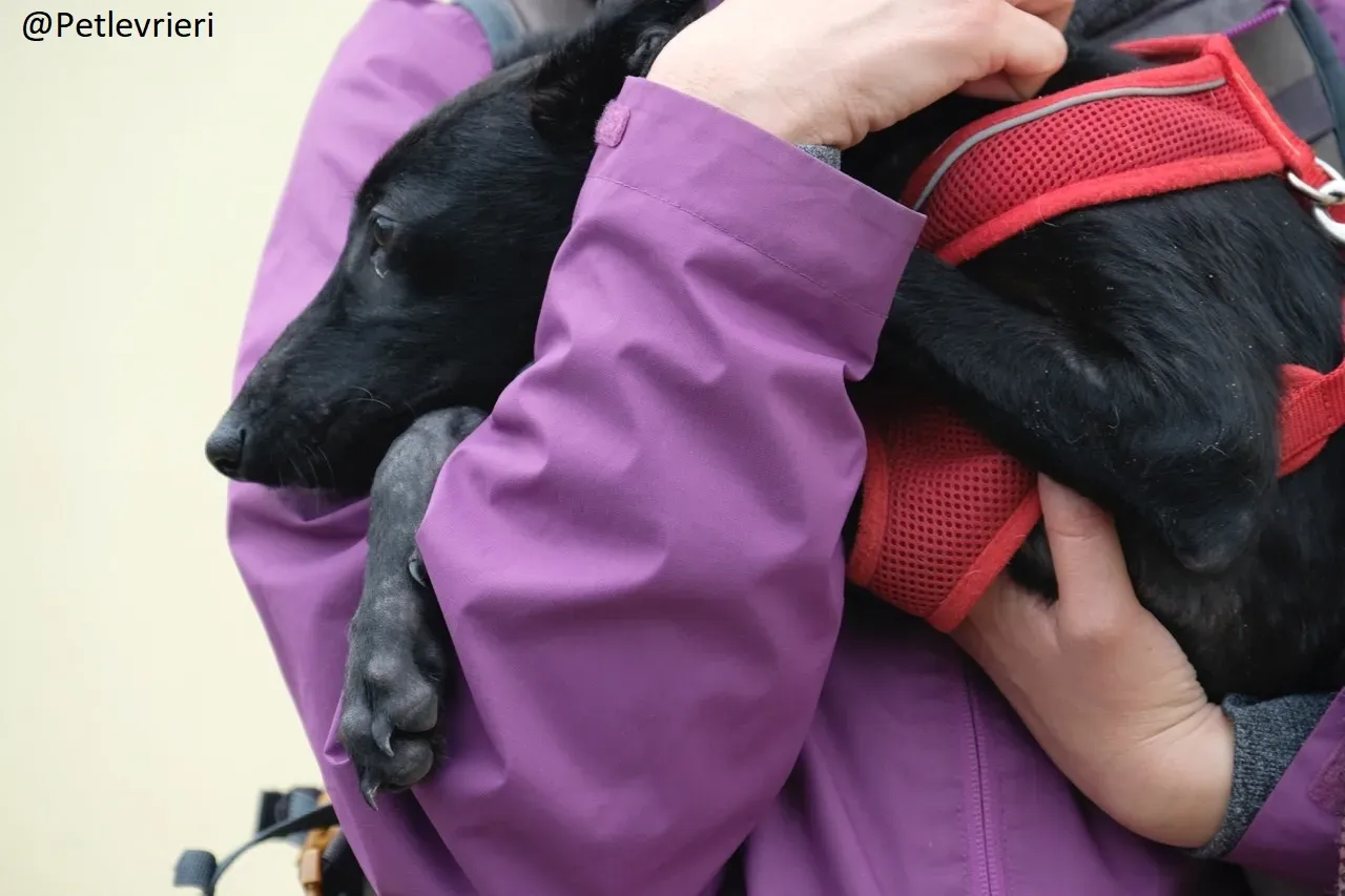 Martha Greyhound Adozione levrieri petlevrieri 62