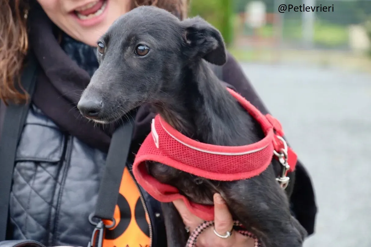 Martha Greyhound Adozione levrieri petlevrieri 64