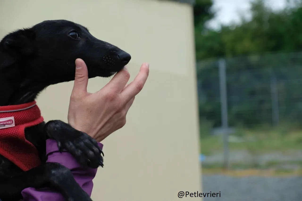 Martha Greyhound Adozione levrieri petlevrieri 68