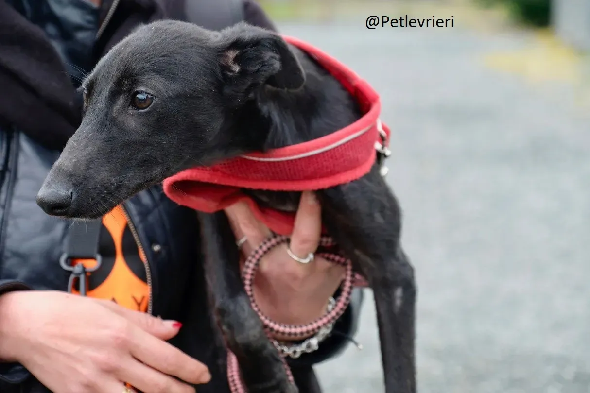 Martha Greyhound Adozione levrieri petlevrieri 70