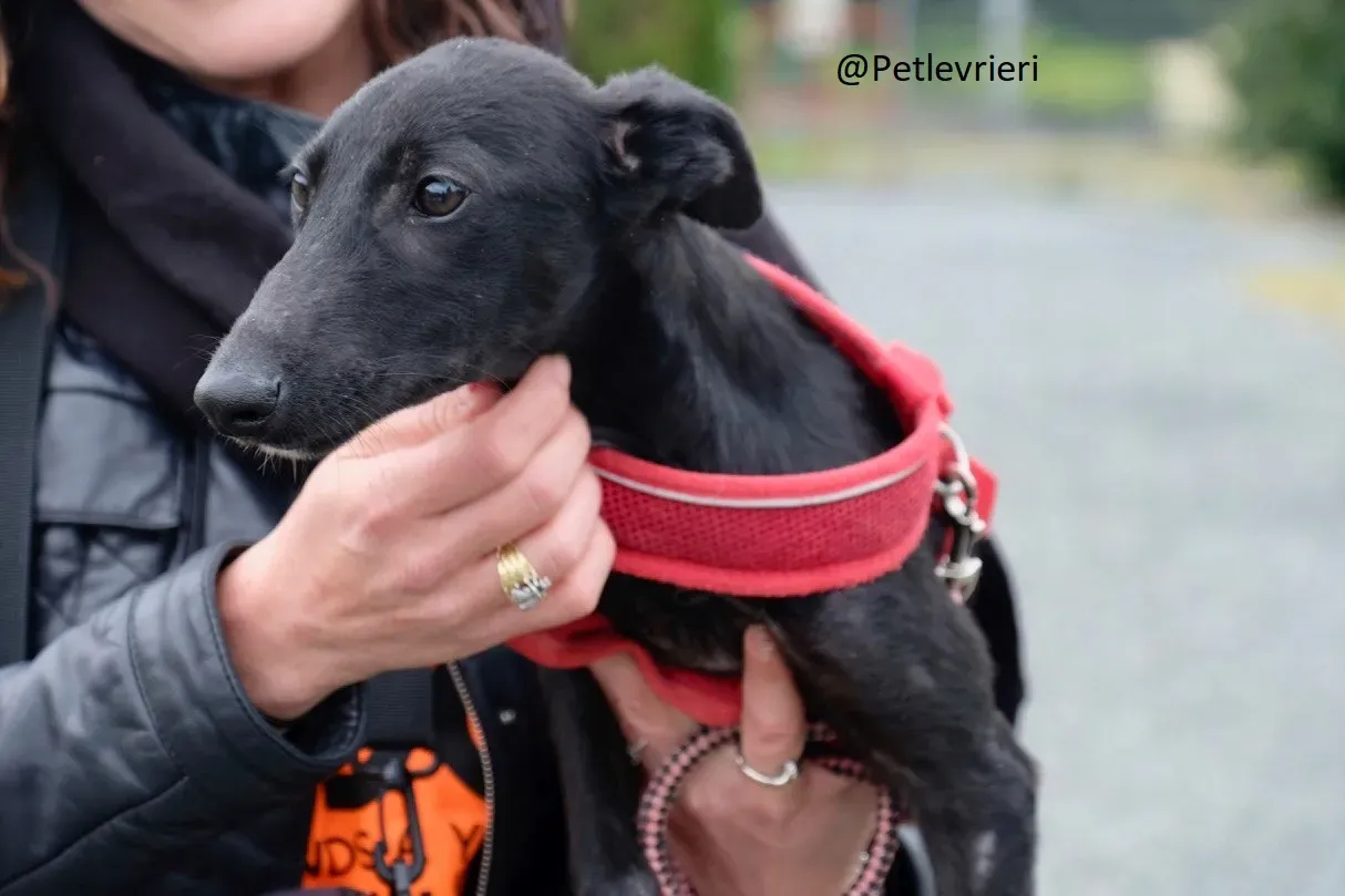 Martha Greyhound Adozione levrieri petlevrieri 74