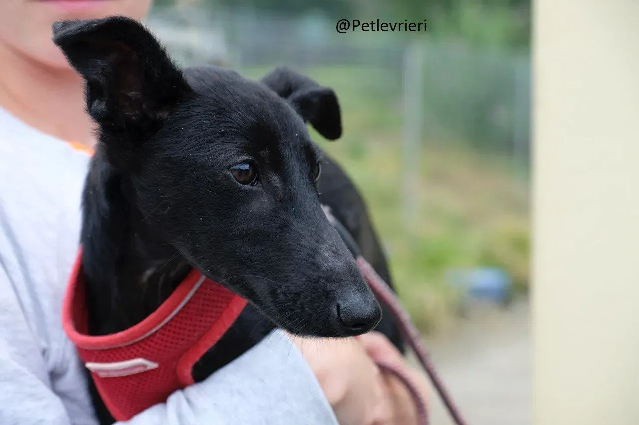 Martha Greyhound Adozione levrieri petlevrieri 75