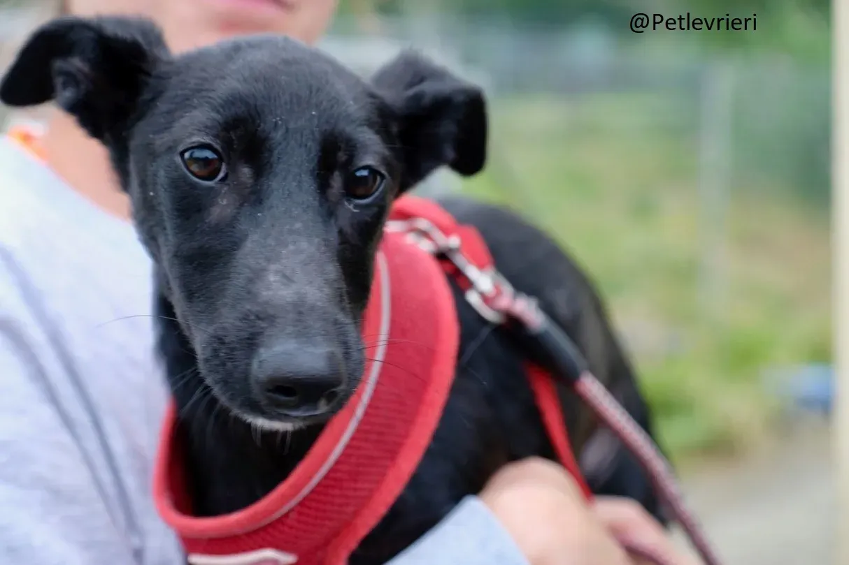 Martha Greyhound Adozione levrieri petlevrieri 76