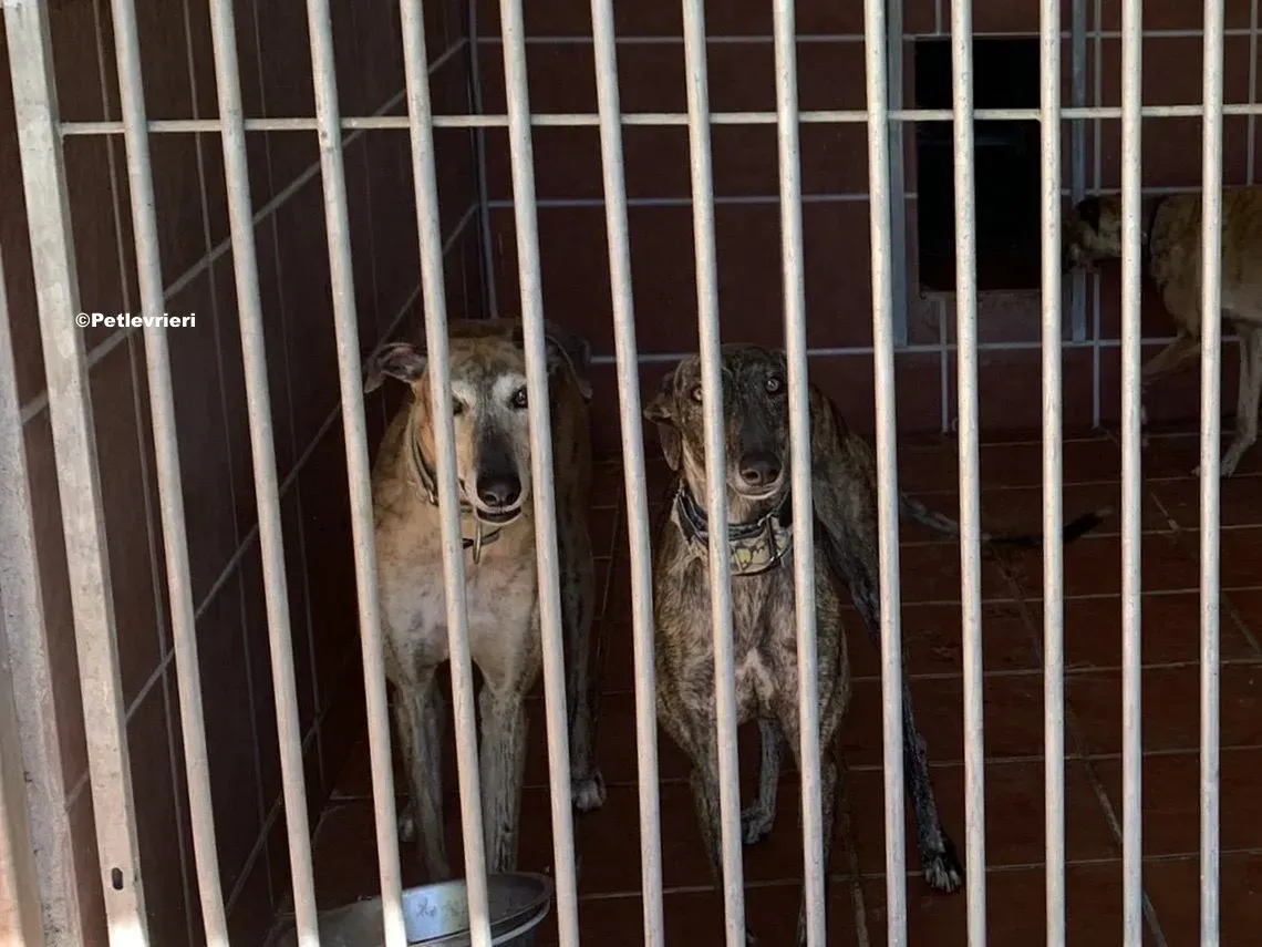 Martina Valentina adozione levrieri galgo 01 copia 1